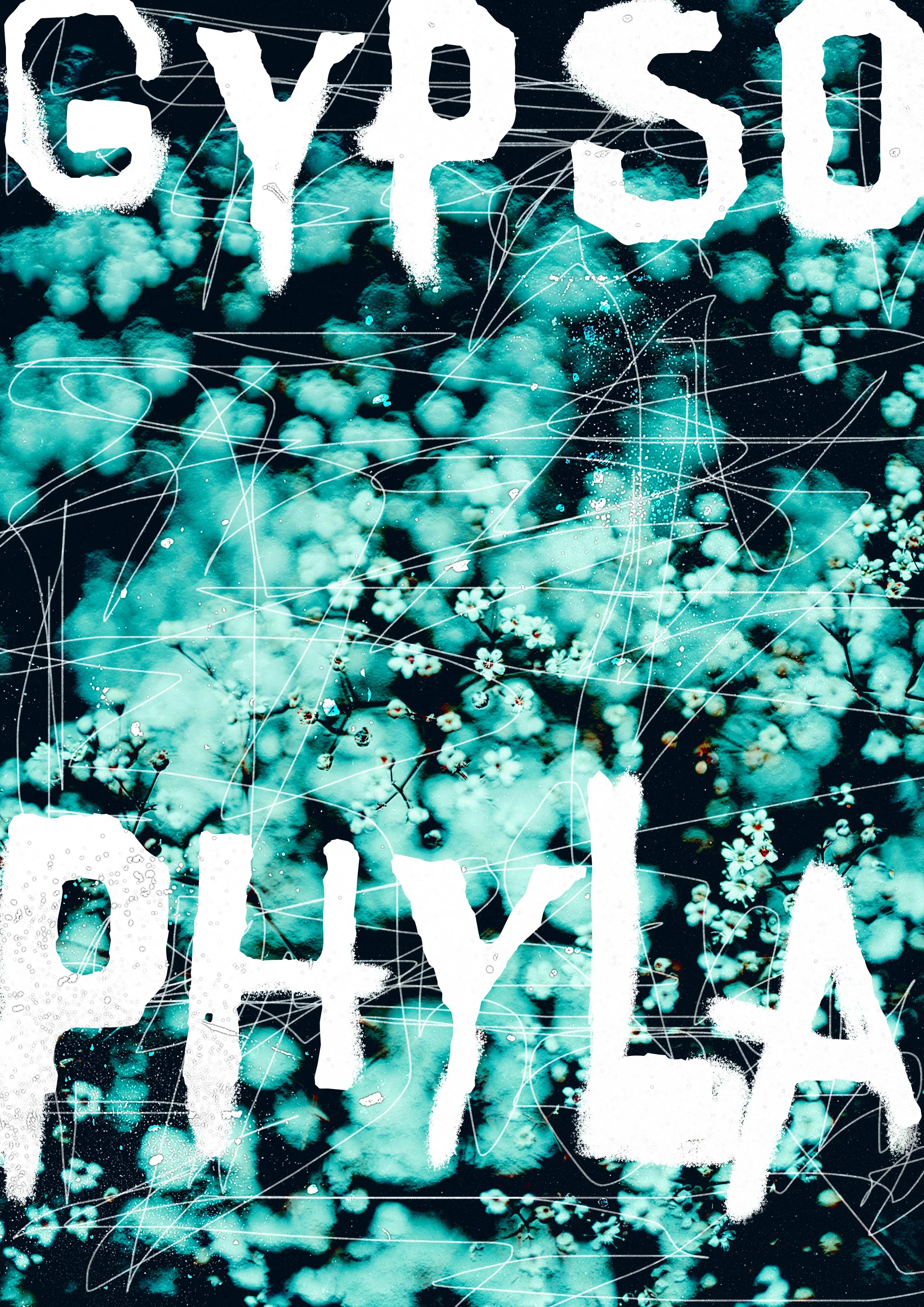 gypsophyla.jpg