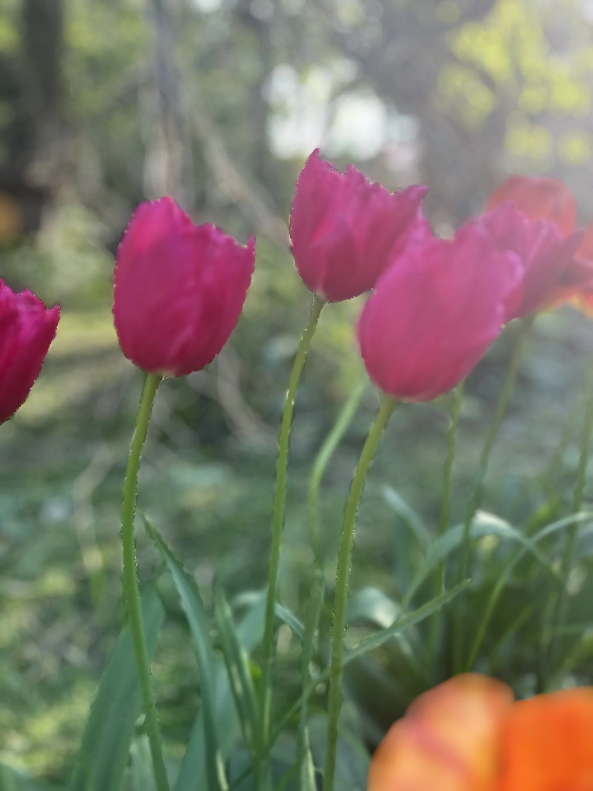 IMG_5502.jpeg