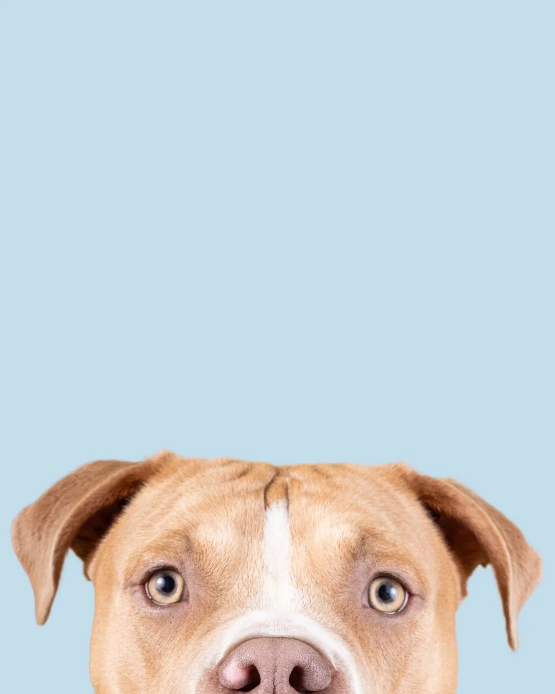 Tête de chien de race hound ou pitbull avec un fond bleu clair.