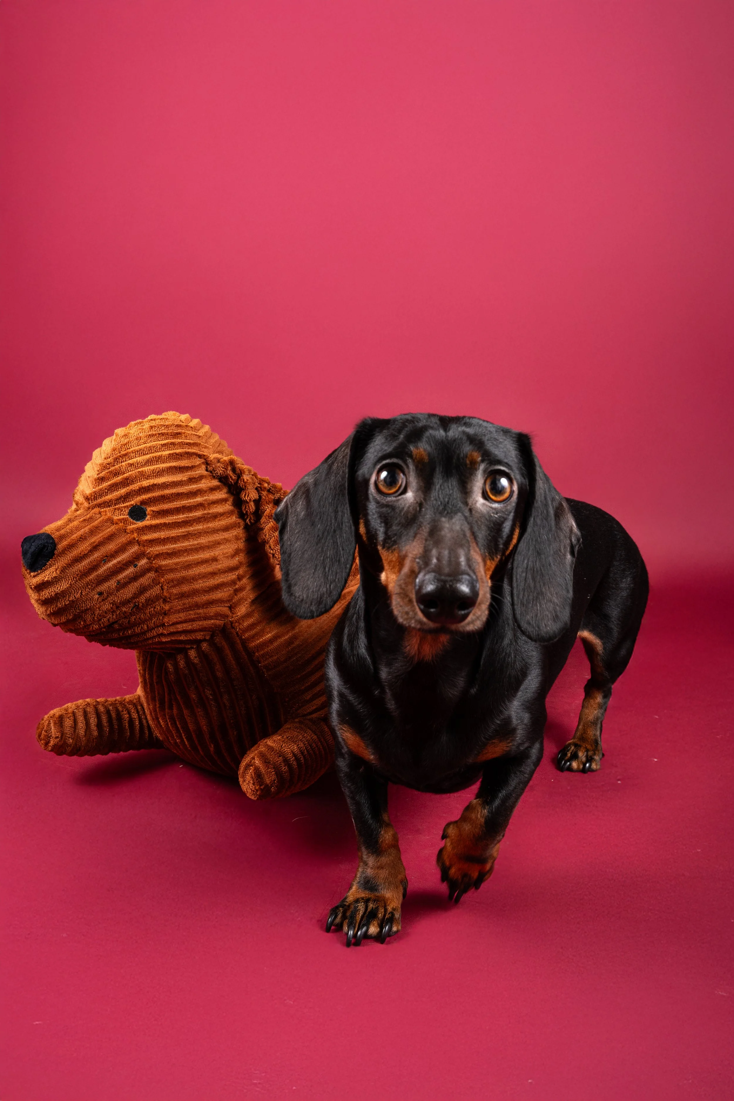 Un chien teckel noir avec des taches marron, à côté d'une peluche en forme de chien en velours côtelé marron, sur un fond rose.