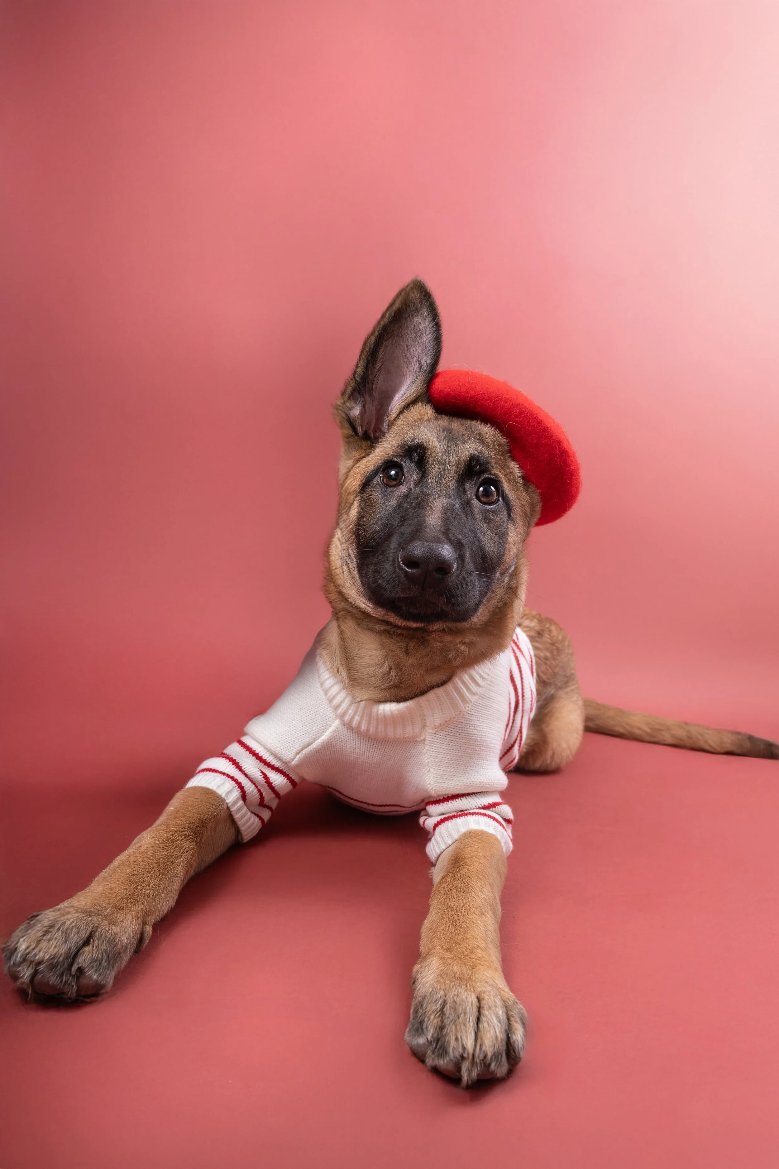 Un chiot avec une robe à rayures rouges et blanches, portant un béret rouge et une veste, posé sur un fond rose.