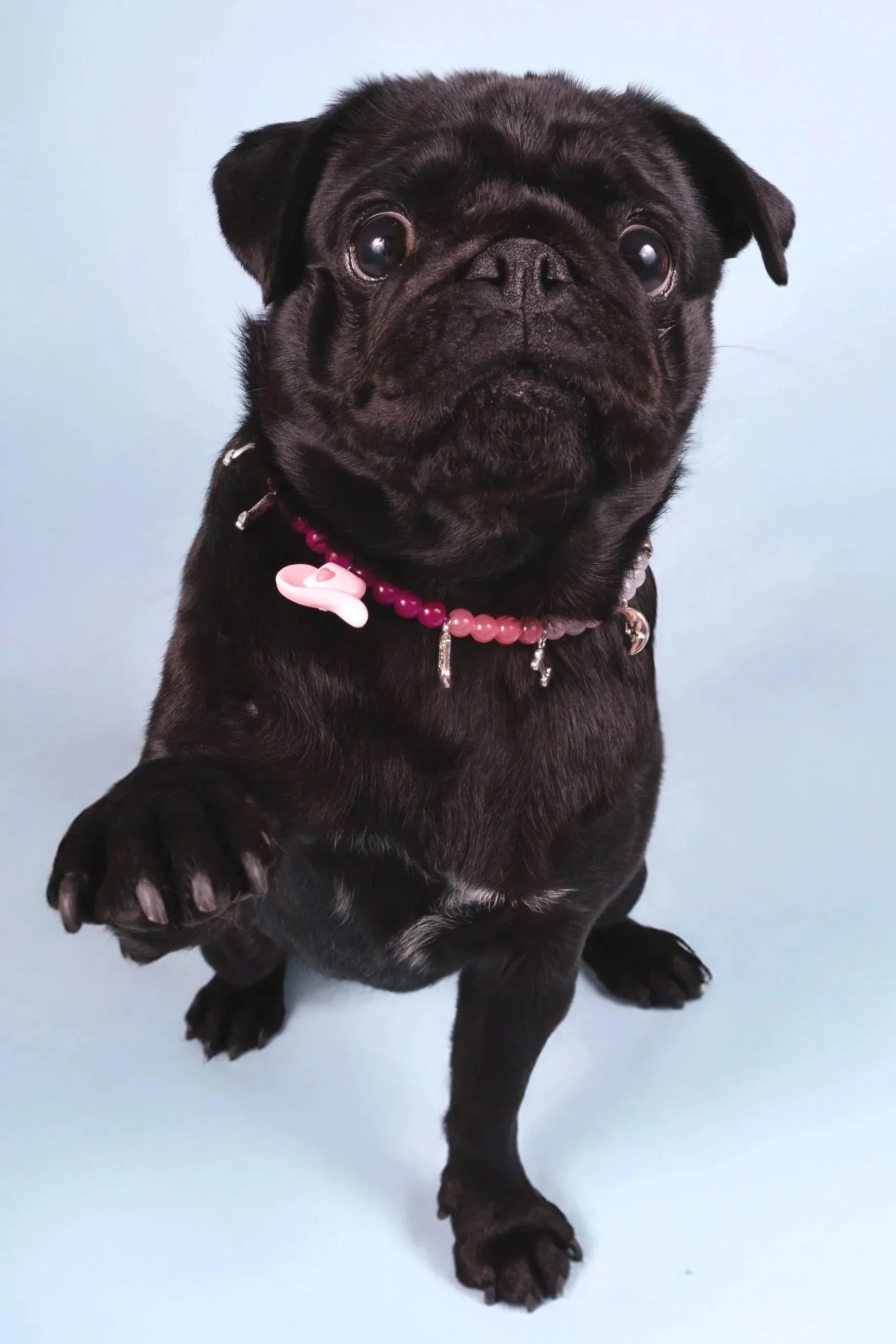 photographe lille, photographe canin, carlin, chien noir, collier Aura Necklace, donne la patte, fond bleu ciel, clic and pawtes