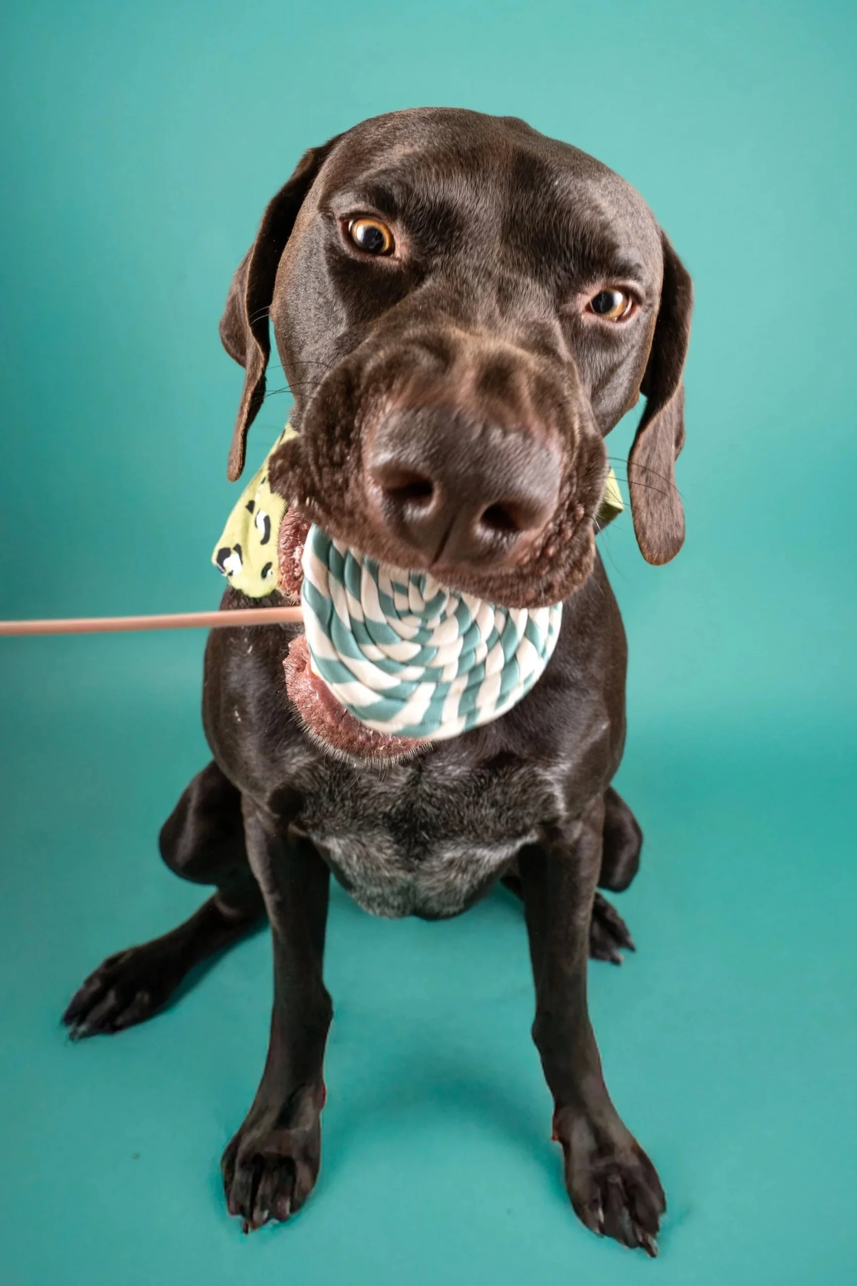 Un chien noir avec des taches grisâtres portant un bandana vert avec des motifs et un cercle tranché, assis sur un fond turquoise, regardant vers l'appareil photo.