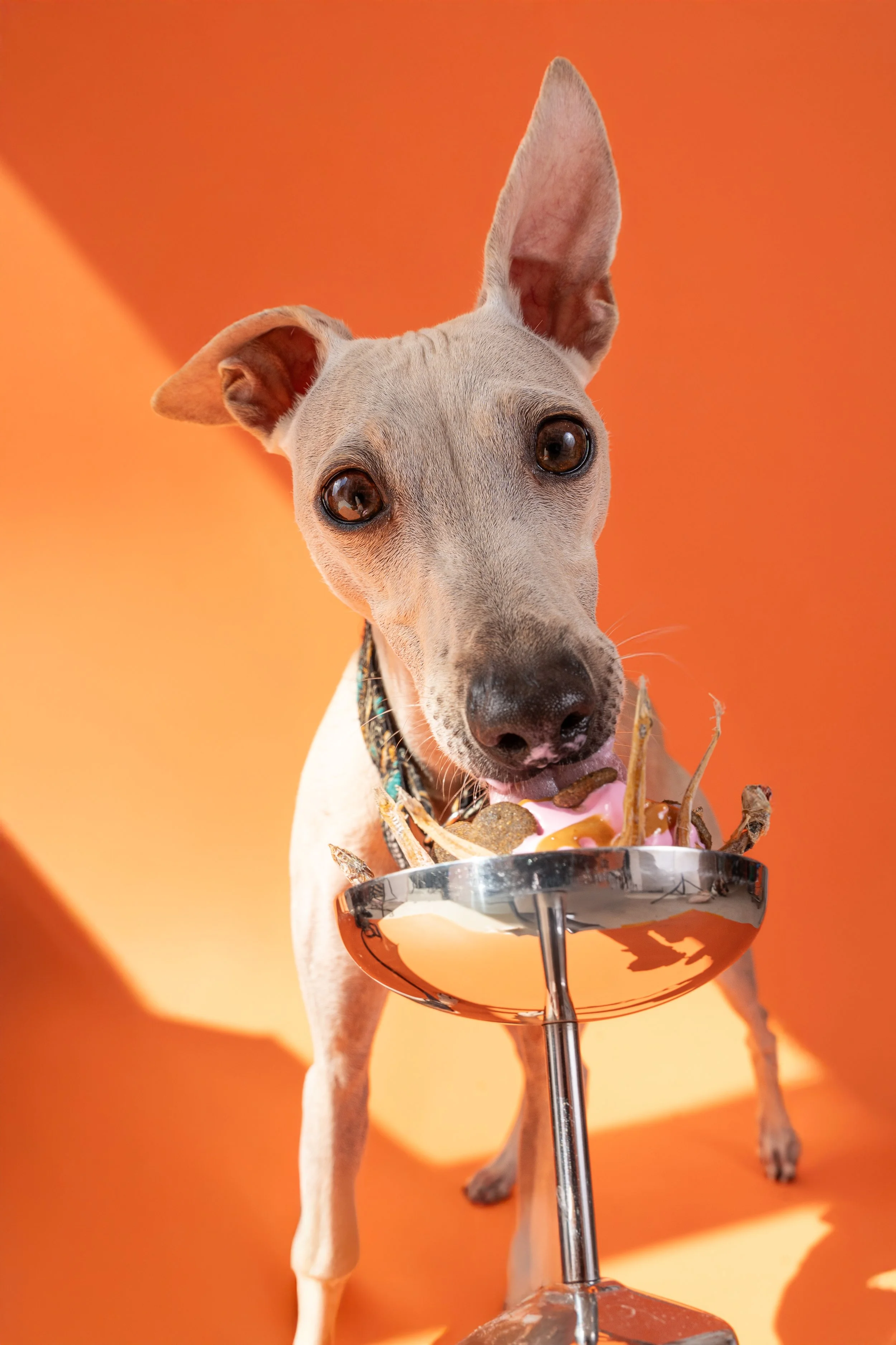 Chien mangeant dans un bol en métal, avec un fond orange