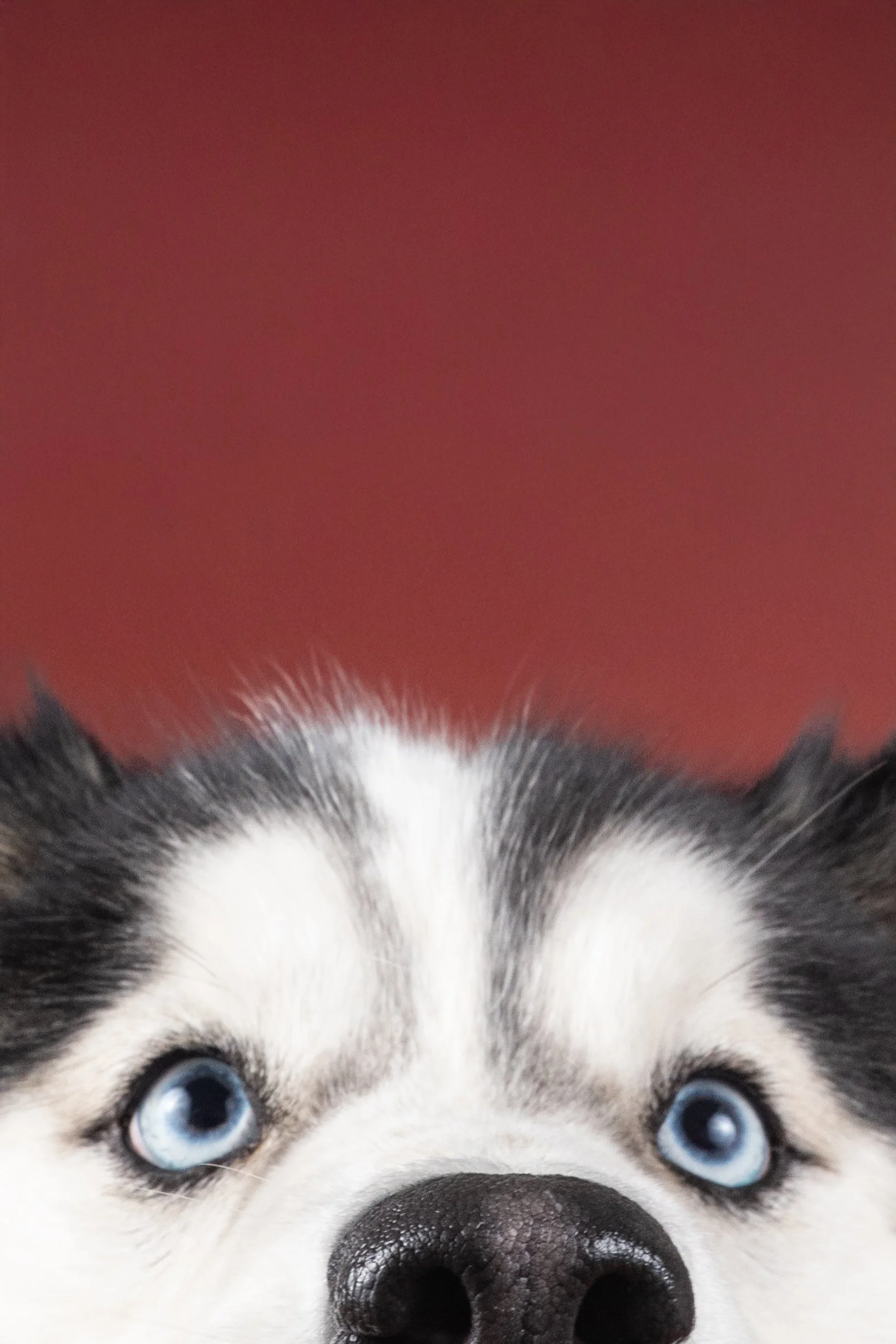 Zoom sur le visage d'un husky sibérien avec oreilles pointues, yeux bleu clair, nez noir brillant, contre un fond rouge
