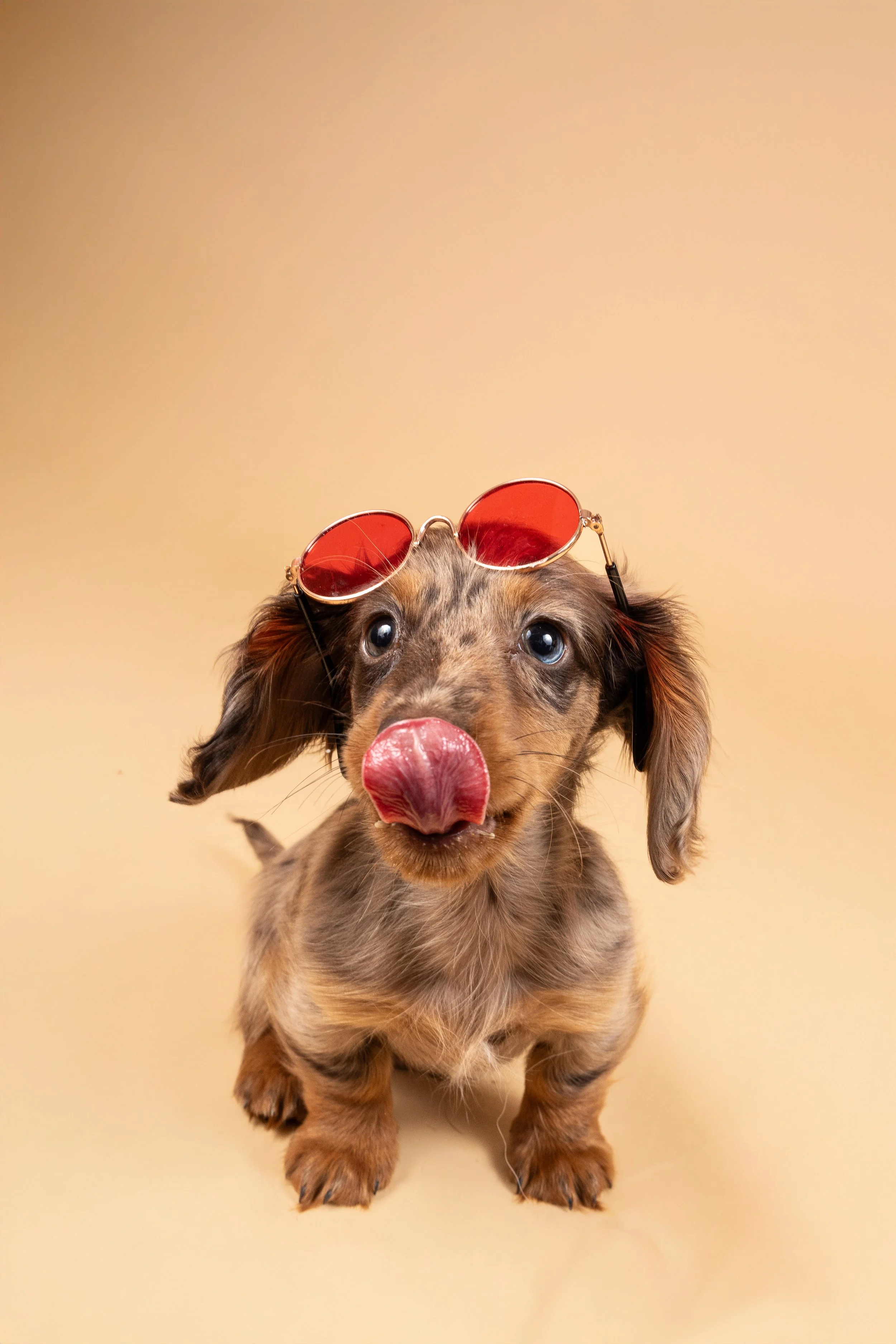 Un chien miel avec des lunettes de soleil rouges, la langue dehors, contre un fond beige.