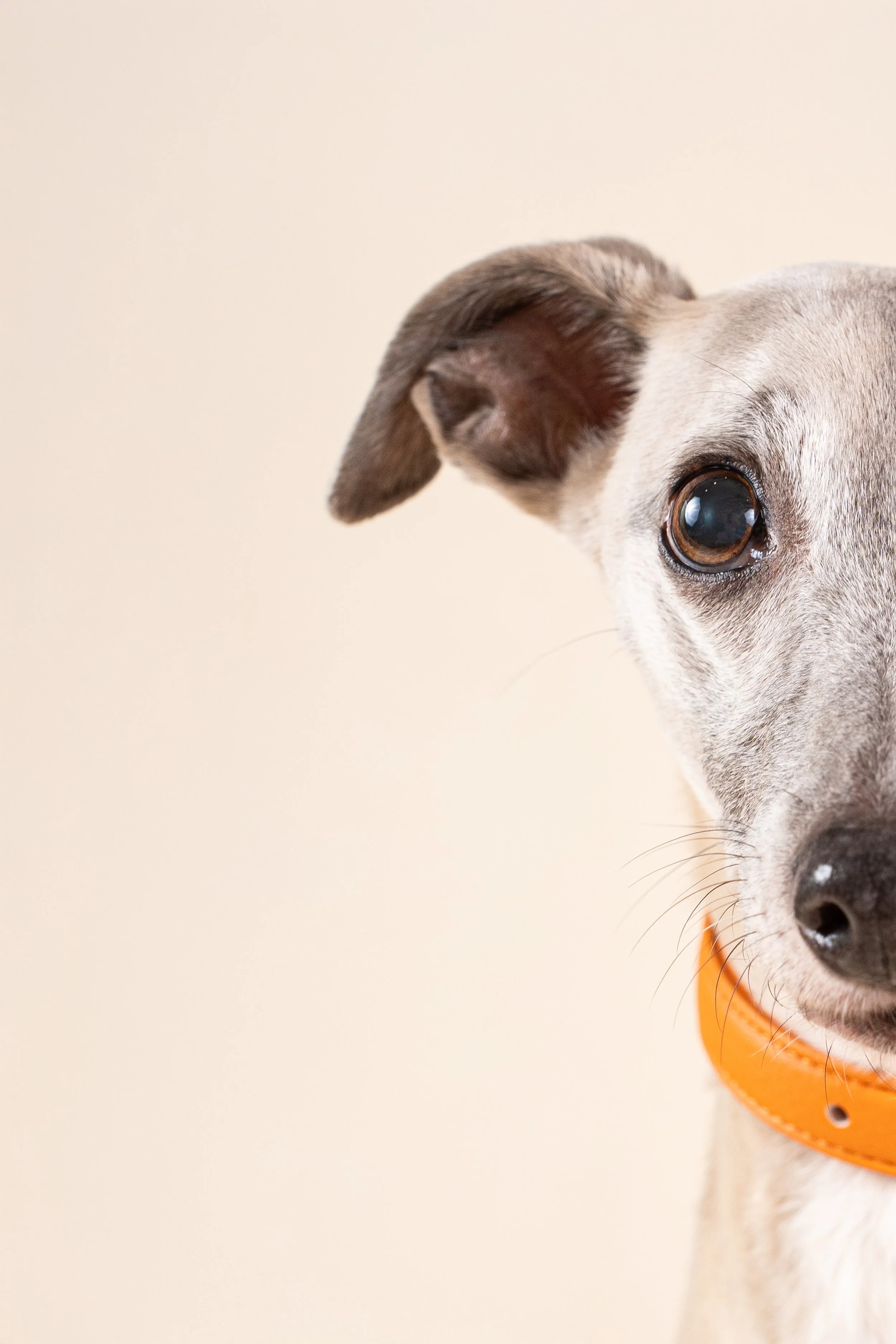 Un chien gris avec un collier orange, montrant uniquement la moitié droite de son visage.