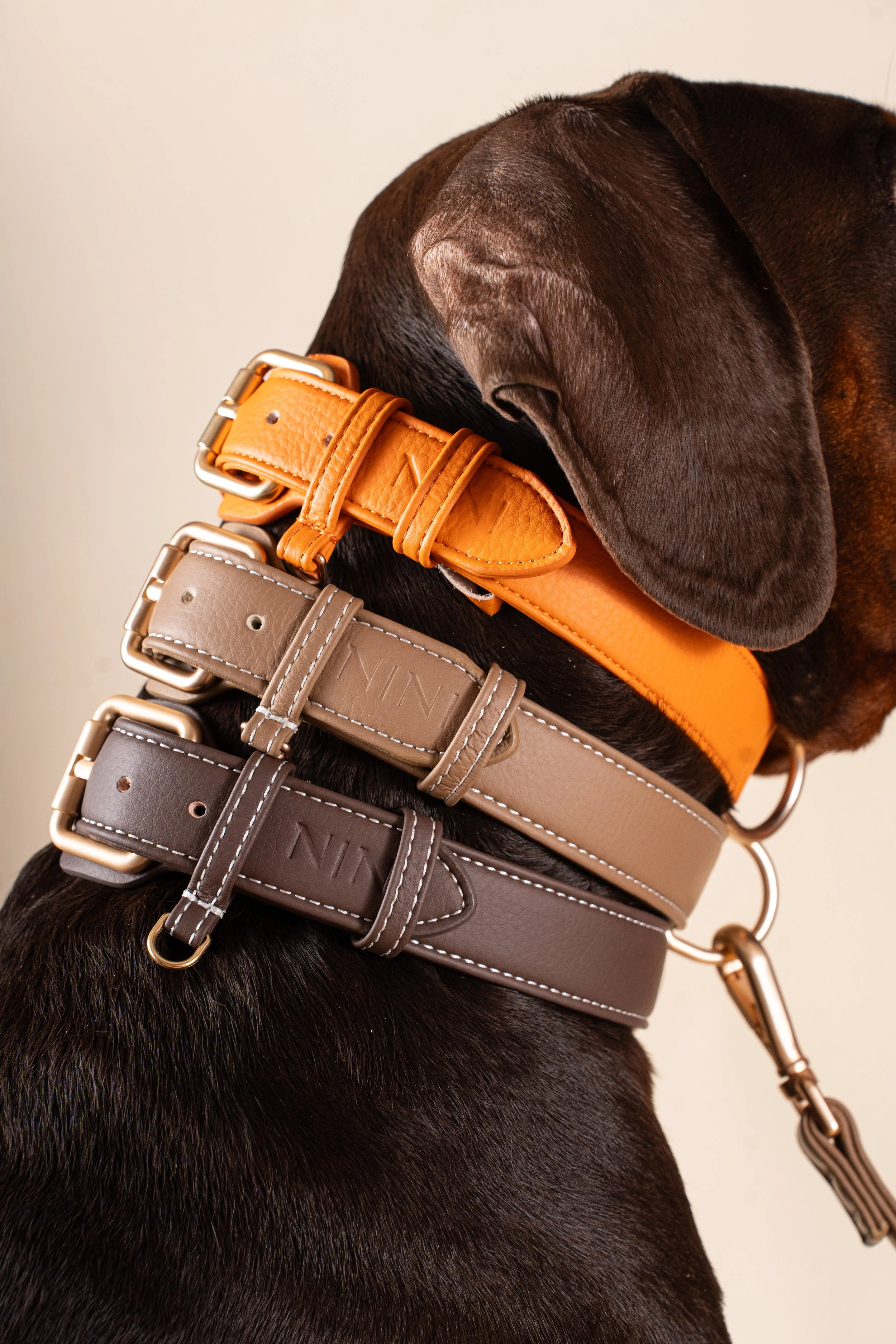 Trois colliers en cuir pour chien de couleur orange, beige et gris, posés sur le cou d'un chien brun, contre un fond neutre.