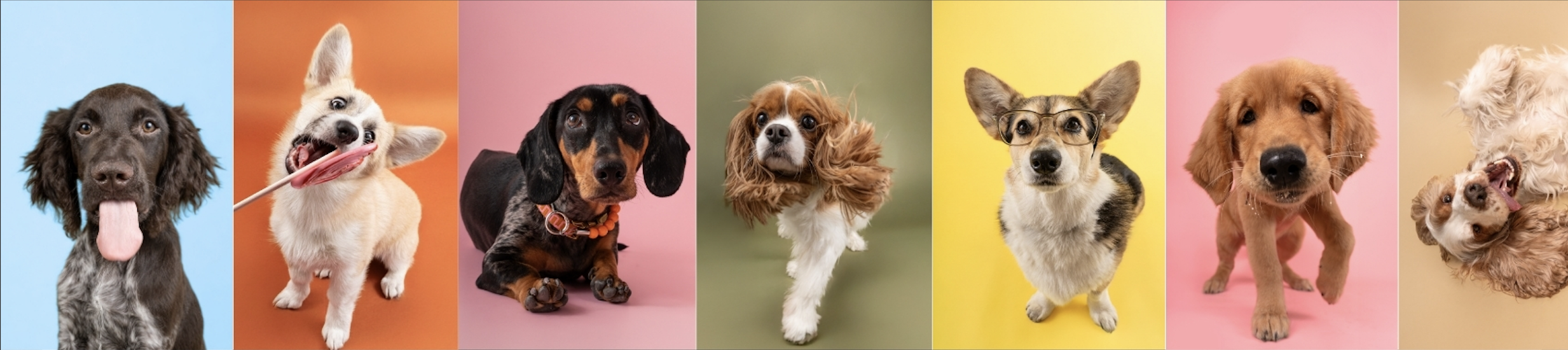 Une rangée de huit chiens de différentes races et couleurs sur des fonds colorés.