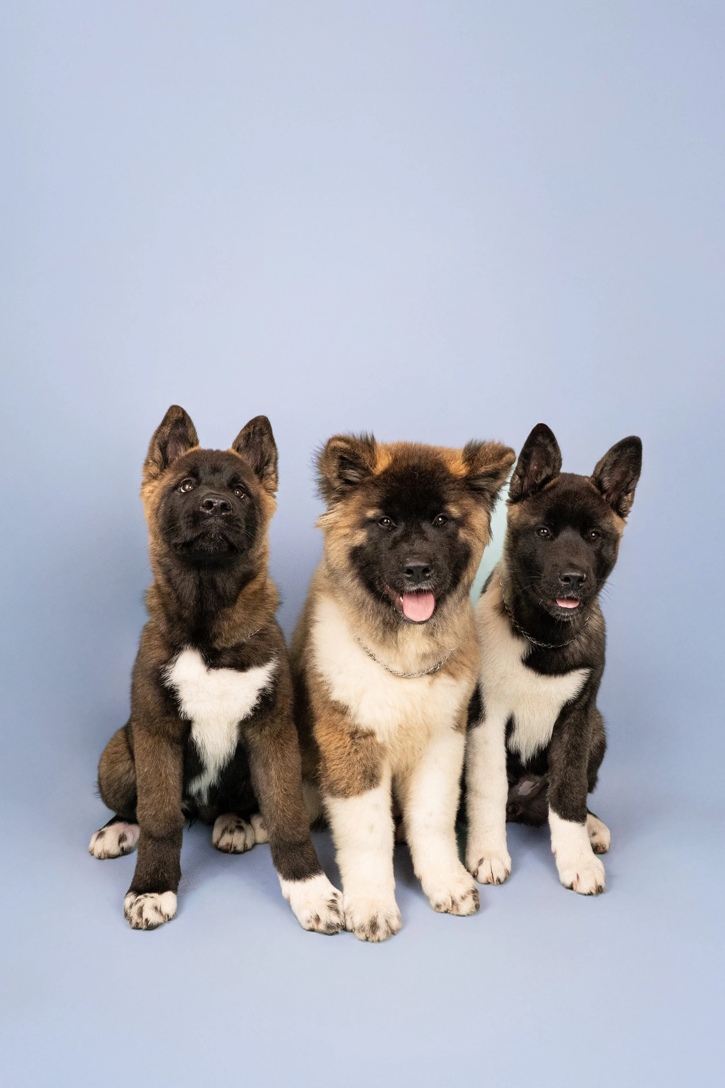 bébé akita, akita, fond bleu, élevage akita, photographe lille, photographe canin