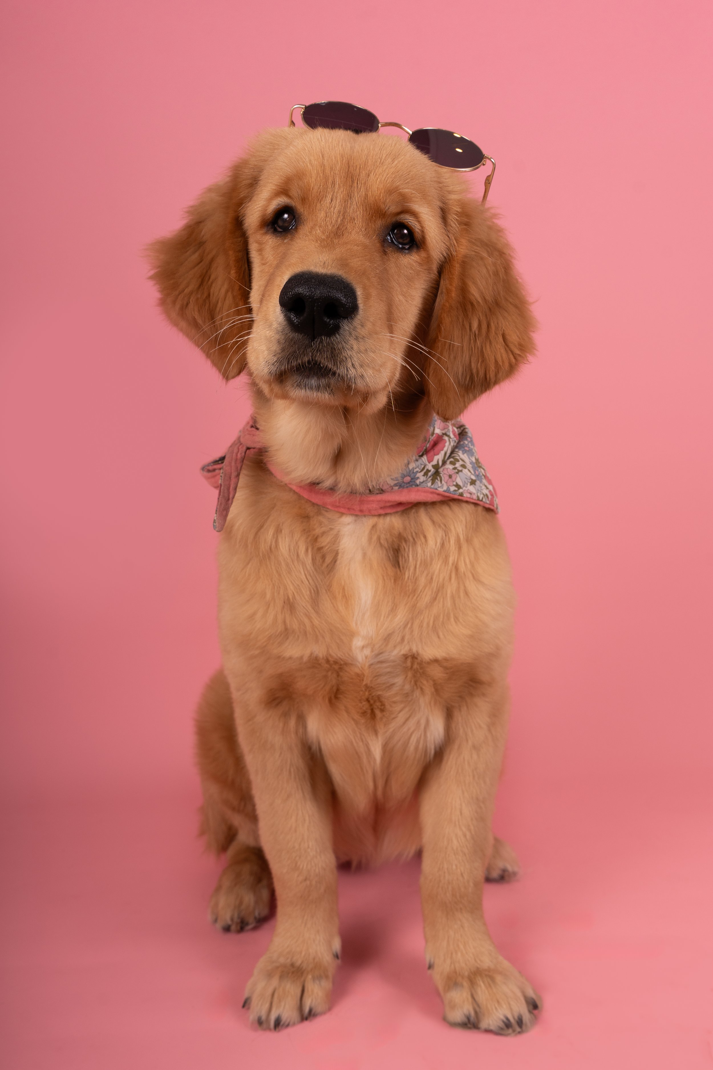 Chiot Golden Retriever portant des lunettes de soleil sur la tête et un bandana, assis sur fond rose.