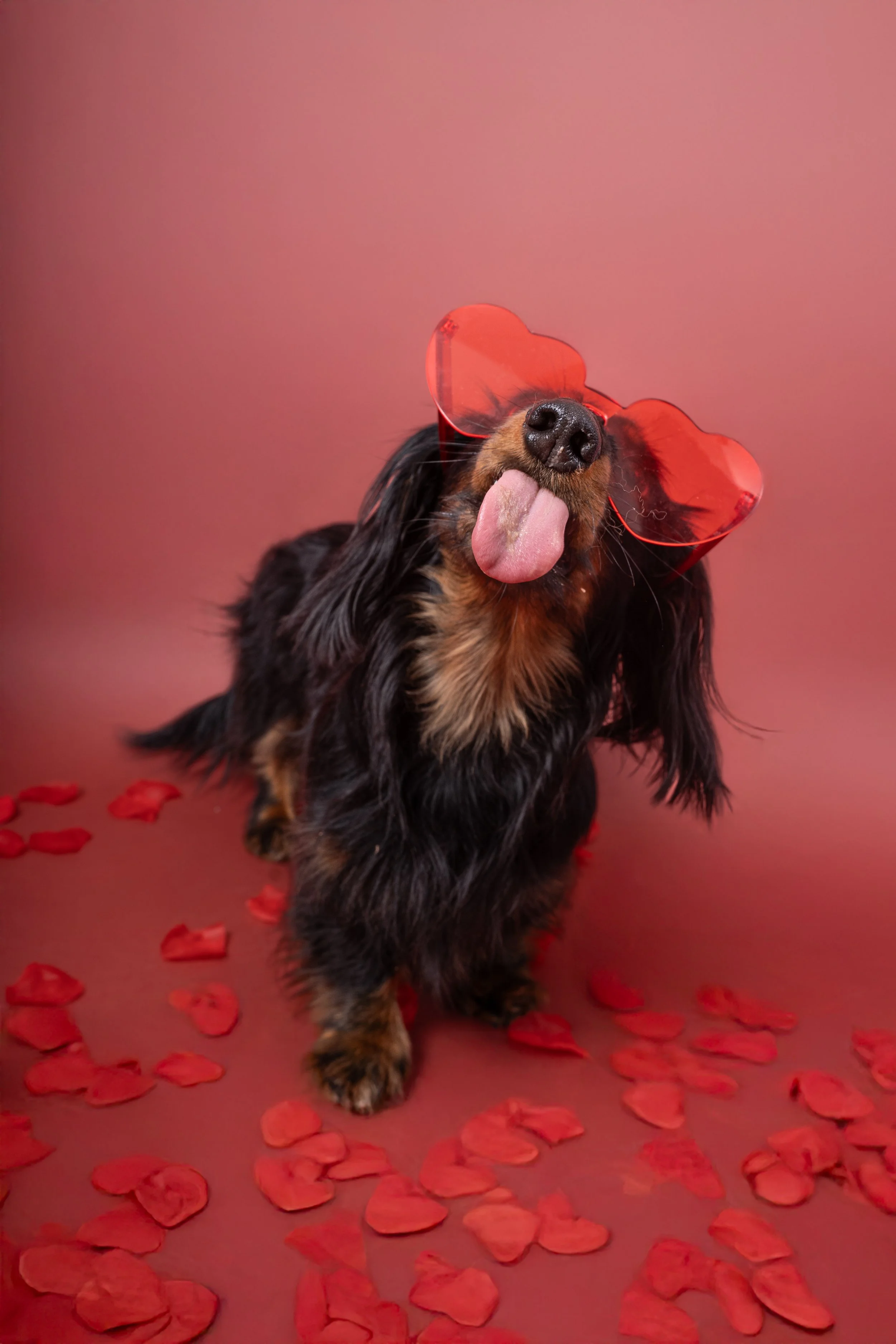 teckel poil long lunettes coeur tire la langue pétales de fleurs, fond rose foncé, st valentin, photographe lille, photographe canin