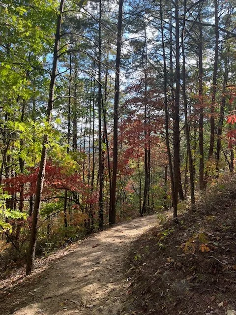 Dirt trail through a forest with trees and colorful foliage, sunny sky visible through the tree canopy.