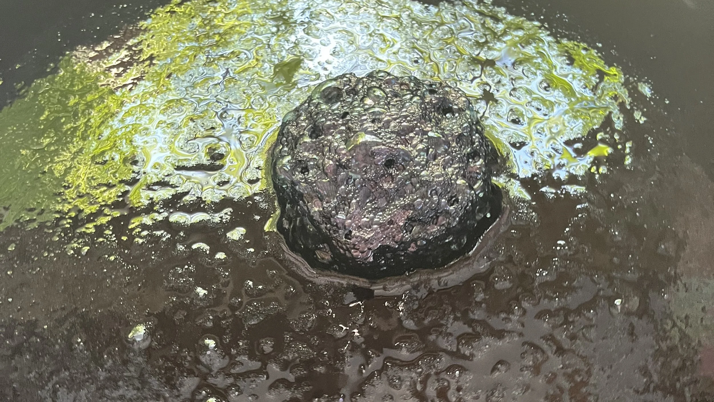 Natural indigo sukumo vat showing fermentation surface and indigo flower, Aizome Studio process