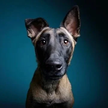 Portrait of a dog with large ears and a curious expression against a dark background.