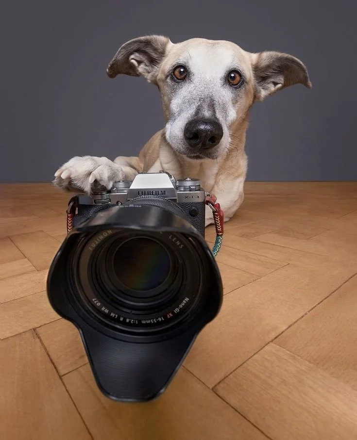 Dog with a camera in front of it, looking directly at the camera, on a wooden floor against a gray background.