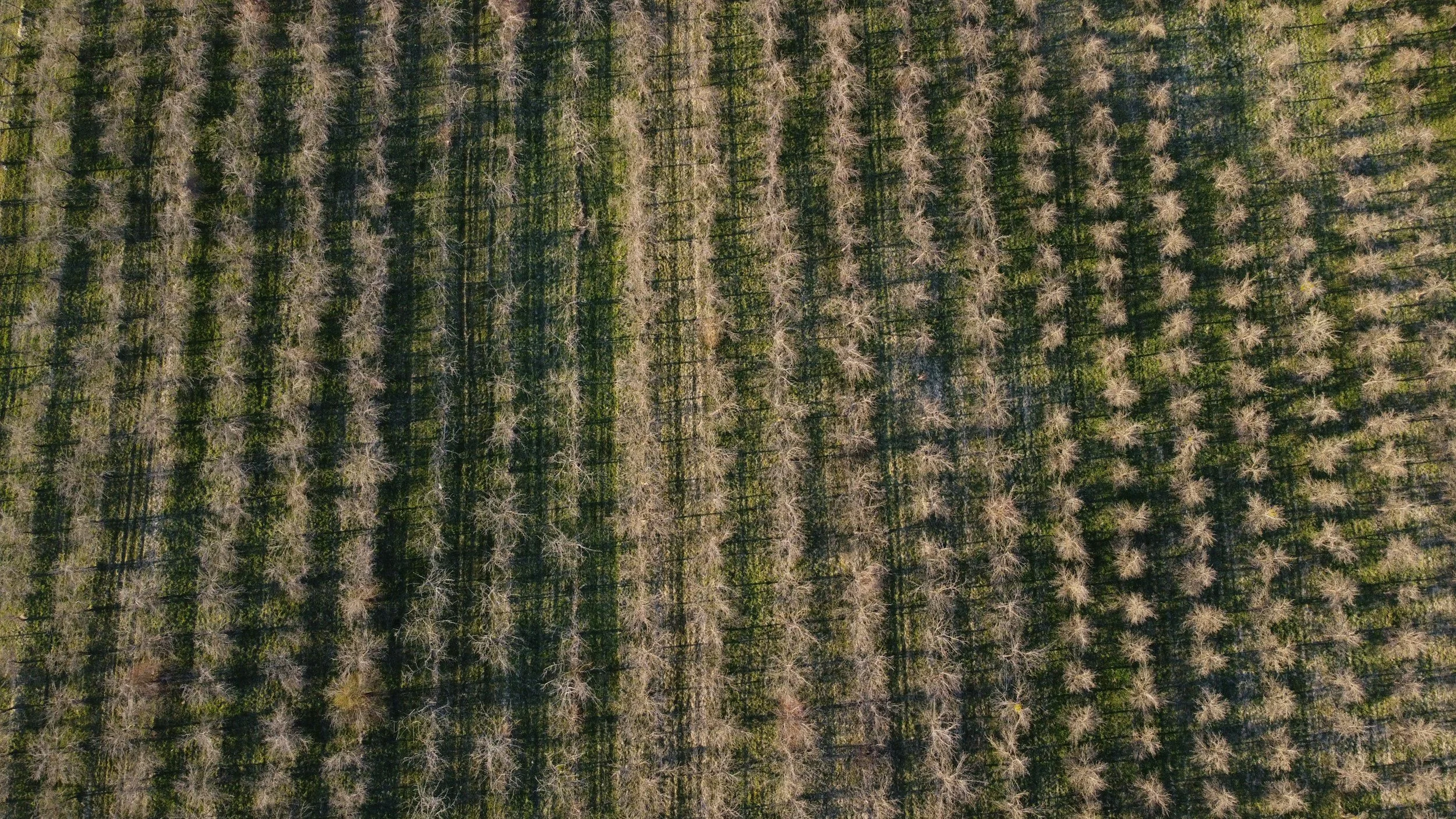 Aerial view of a forest with trees, some without leaves, creating a pattern of shadows on the ground.
