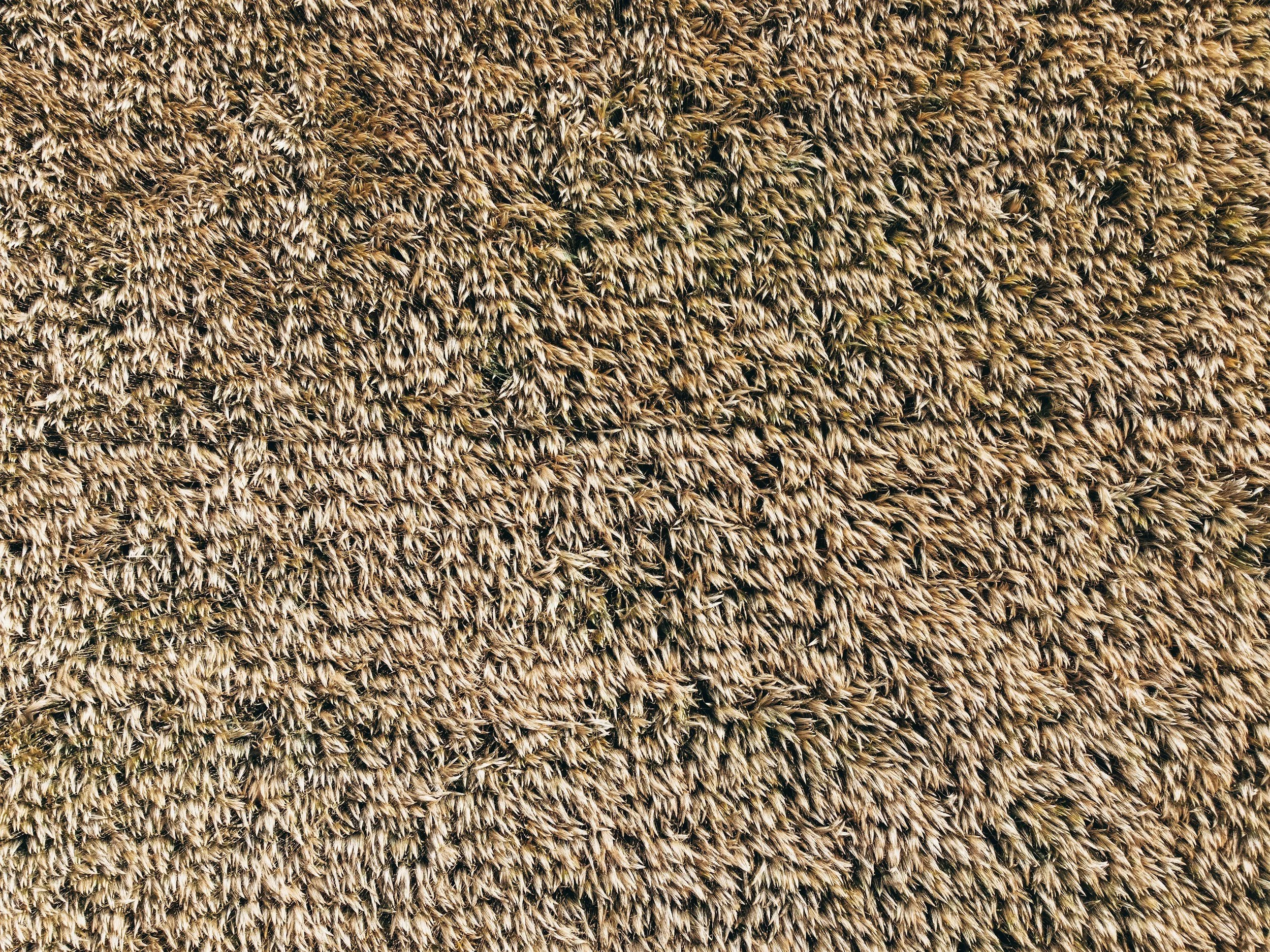 Close-up aerial view of a field of wheat.
