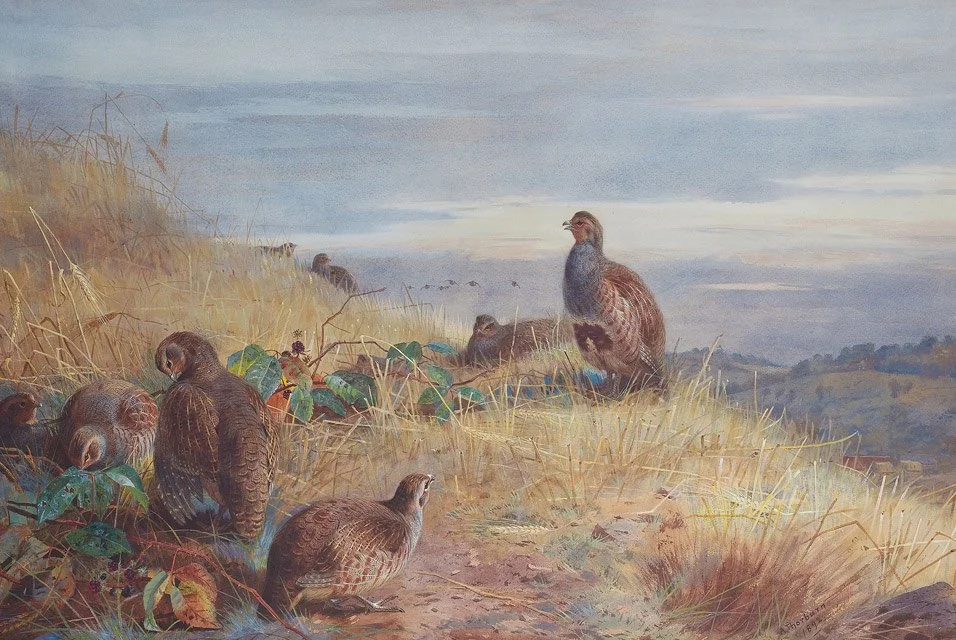 Gathering Sticks