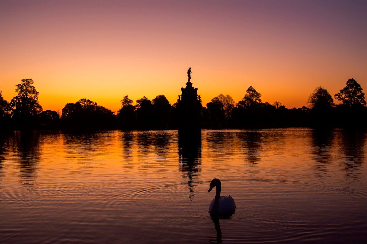A silhouette of a swan in a lake at sunset with a statue on a pedestal and trees in the background, sky showing shades of orange and purple.
