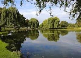 A peaceful park scene with a large pond reflecting surrounding trees and a blue sky.