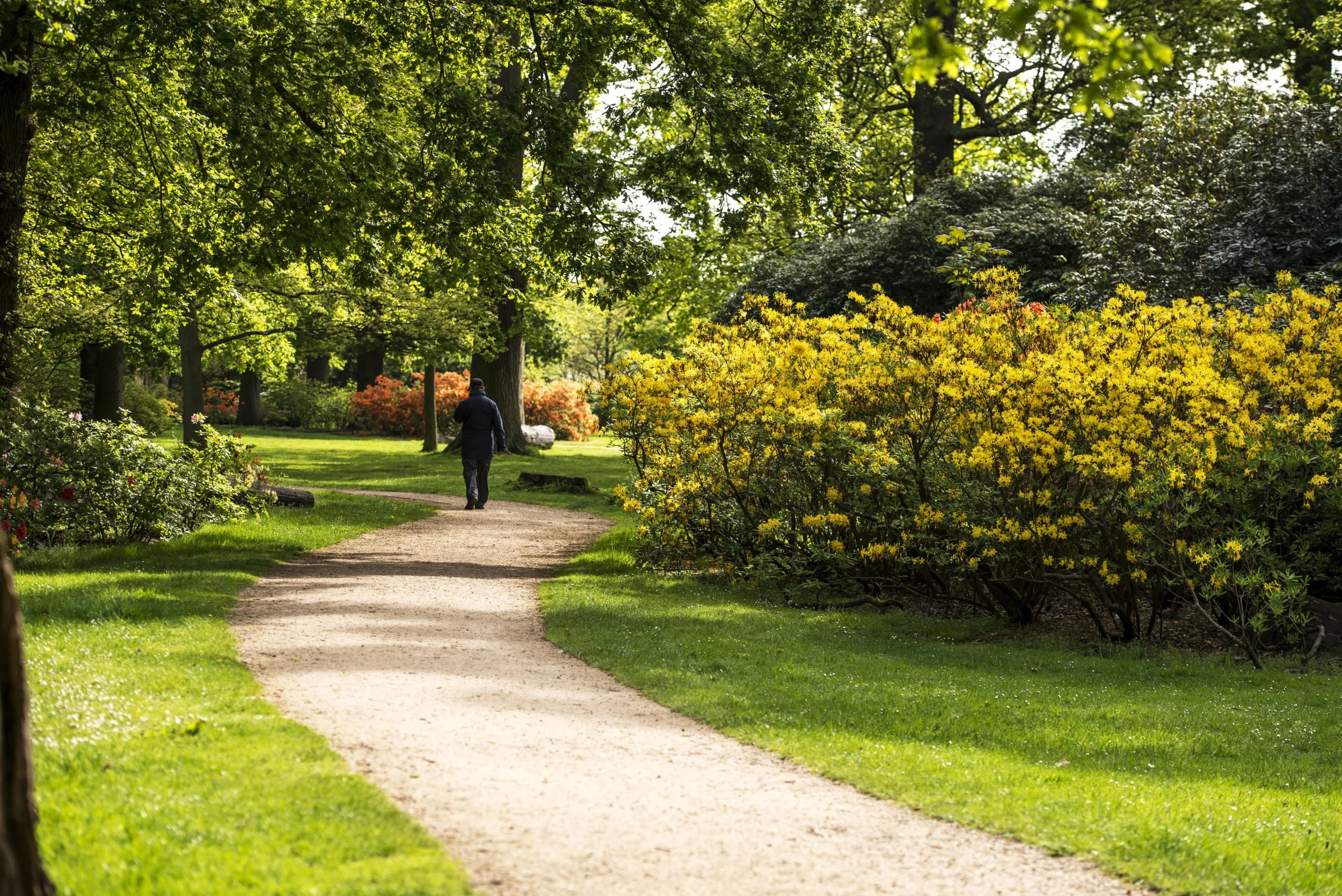 A person walking on a dirt path in a lush park with green trees and yellow and orange bushes.