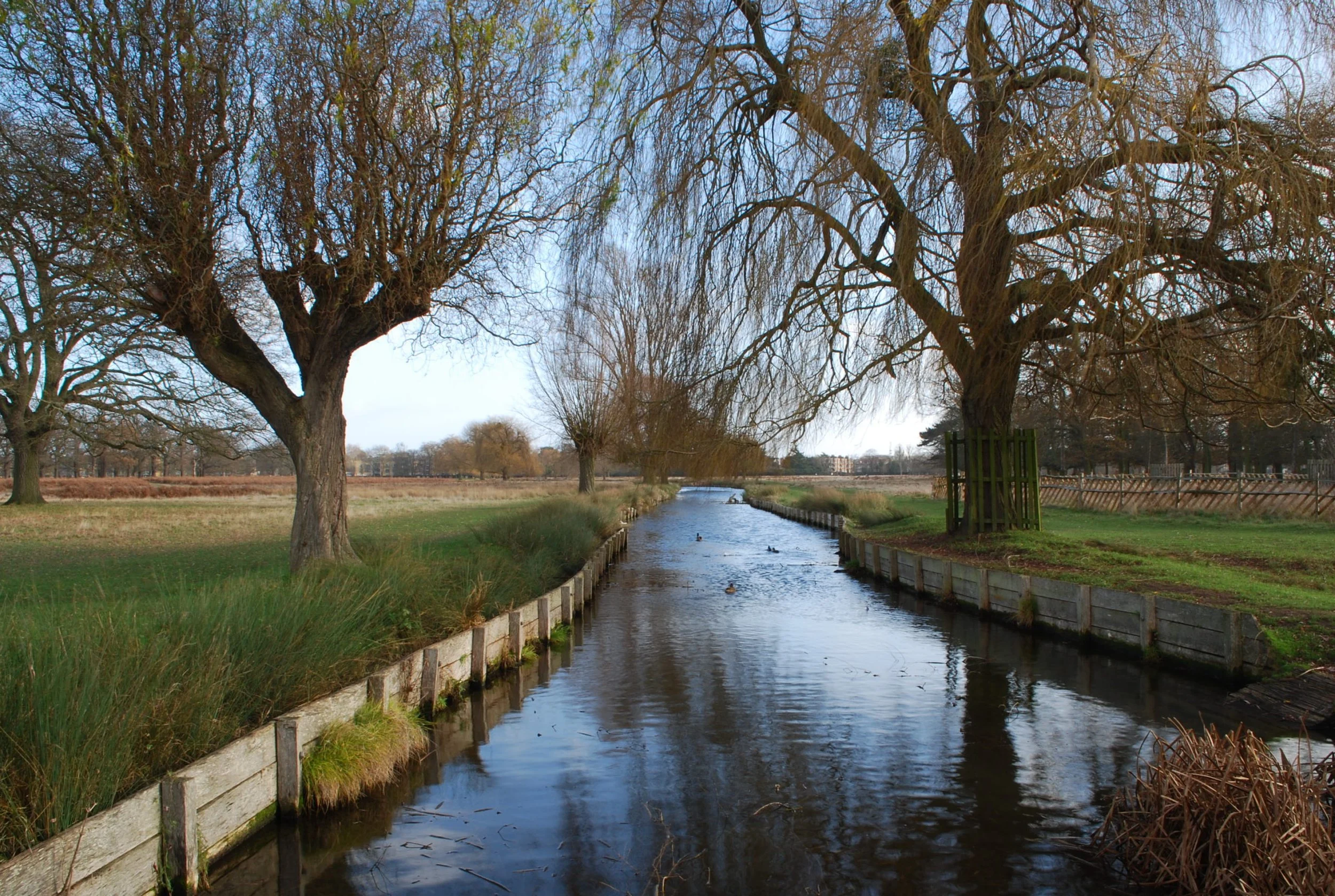 A peaceful park scene with leafless trees arching over a narrow river, some ducks swimming, and a fence on one side.
