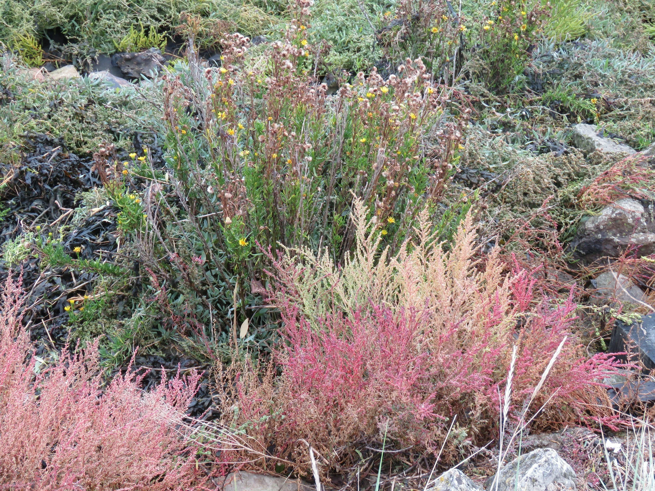 Various desert plants with small yellow, pink, and purple flowers and rocks on dry soil.