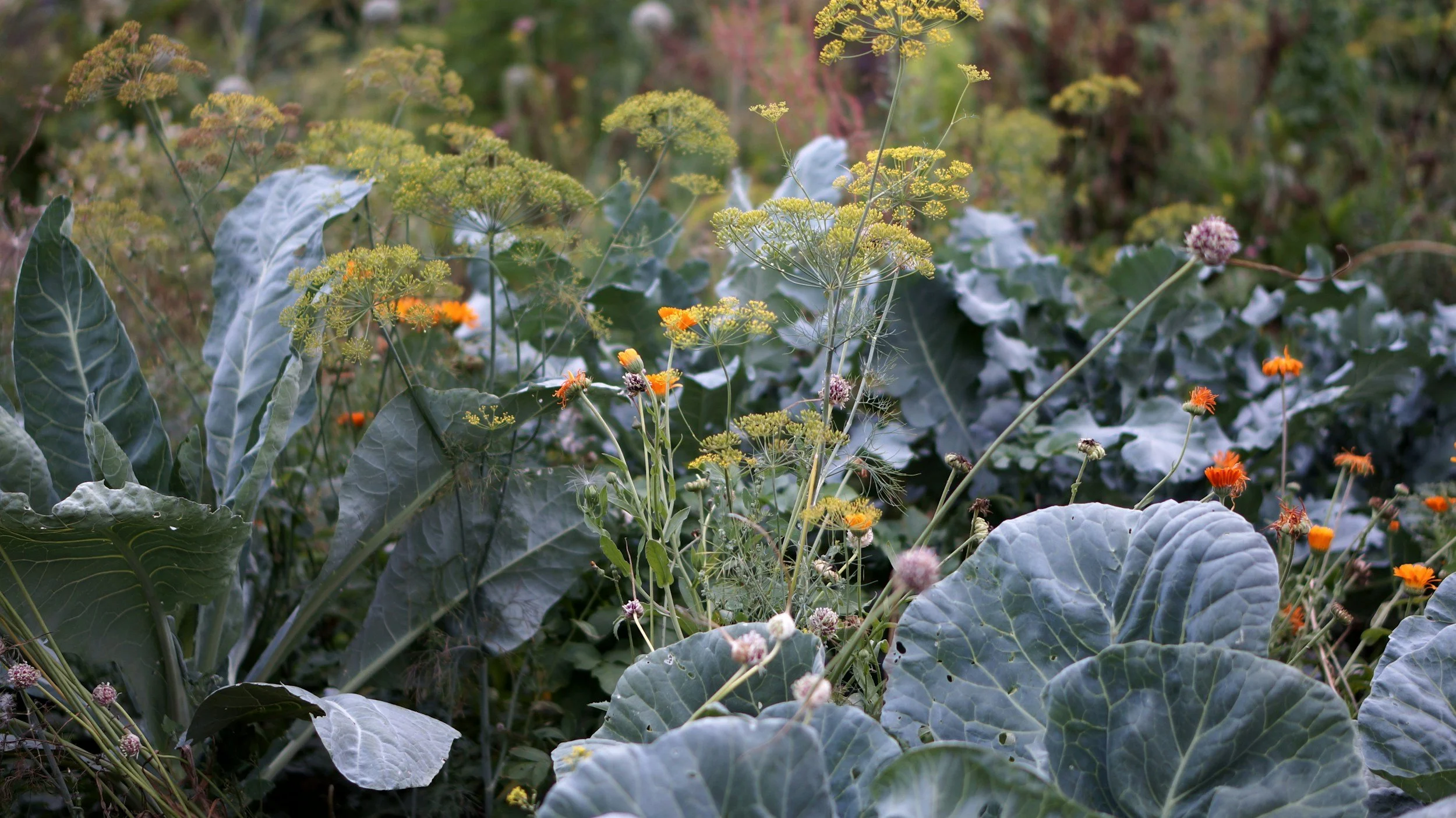 A garden bed filled with green leafy plants, some with broad leaves and some with tall, thin stems topped with yellow, purple, and orange flowers.