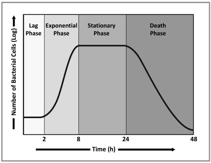 Graph displaying bacterial growth over time with four phases: Lag, Exponential, Stationary, and Death, showing bacterial cell count (log scale) on the y-axis and time in hours on the x-axis.