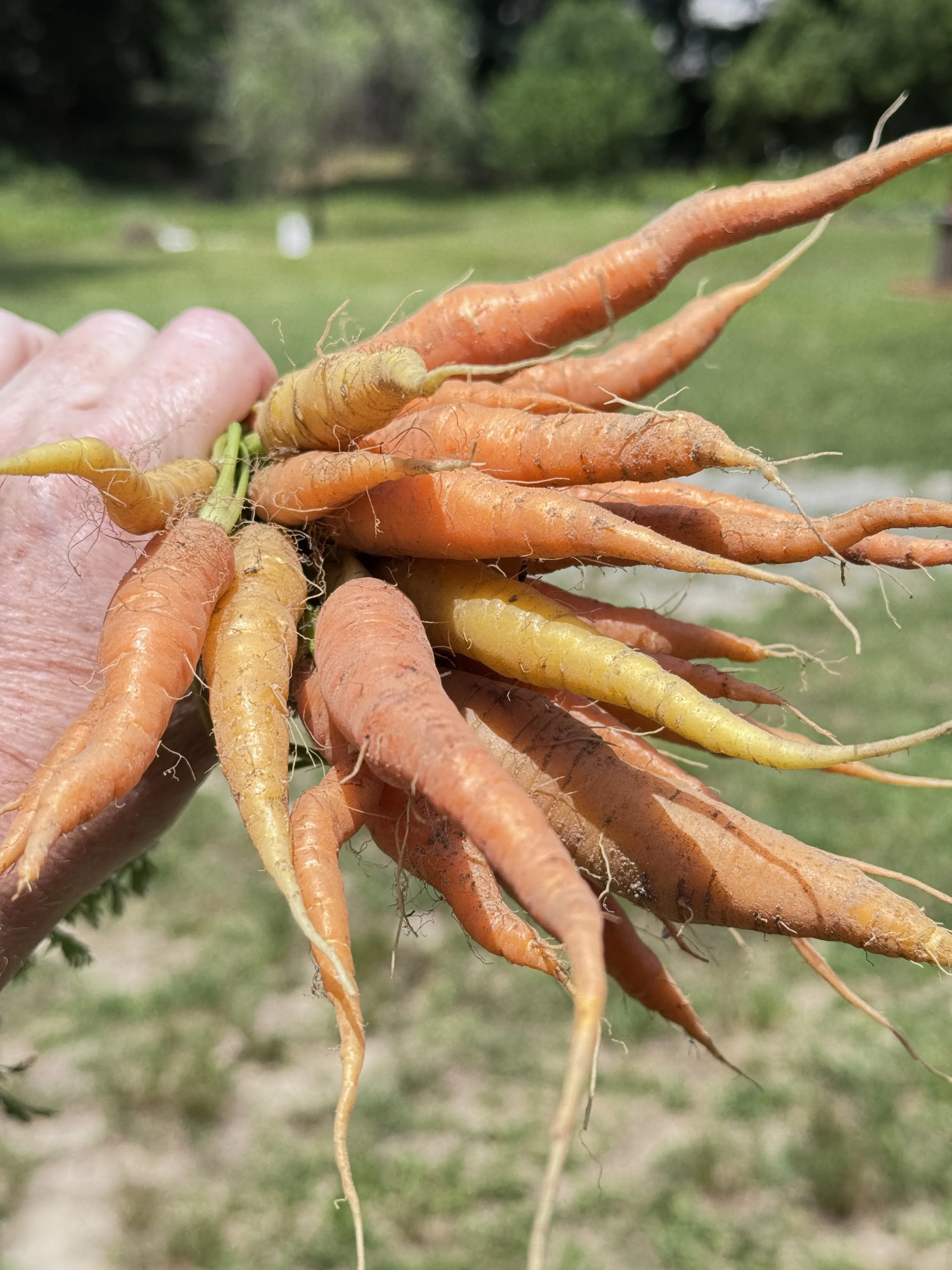 Carrot Bouquet.JPG