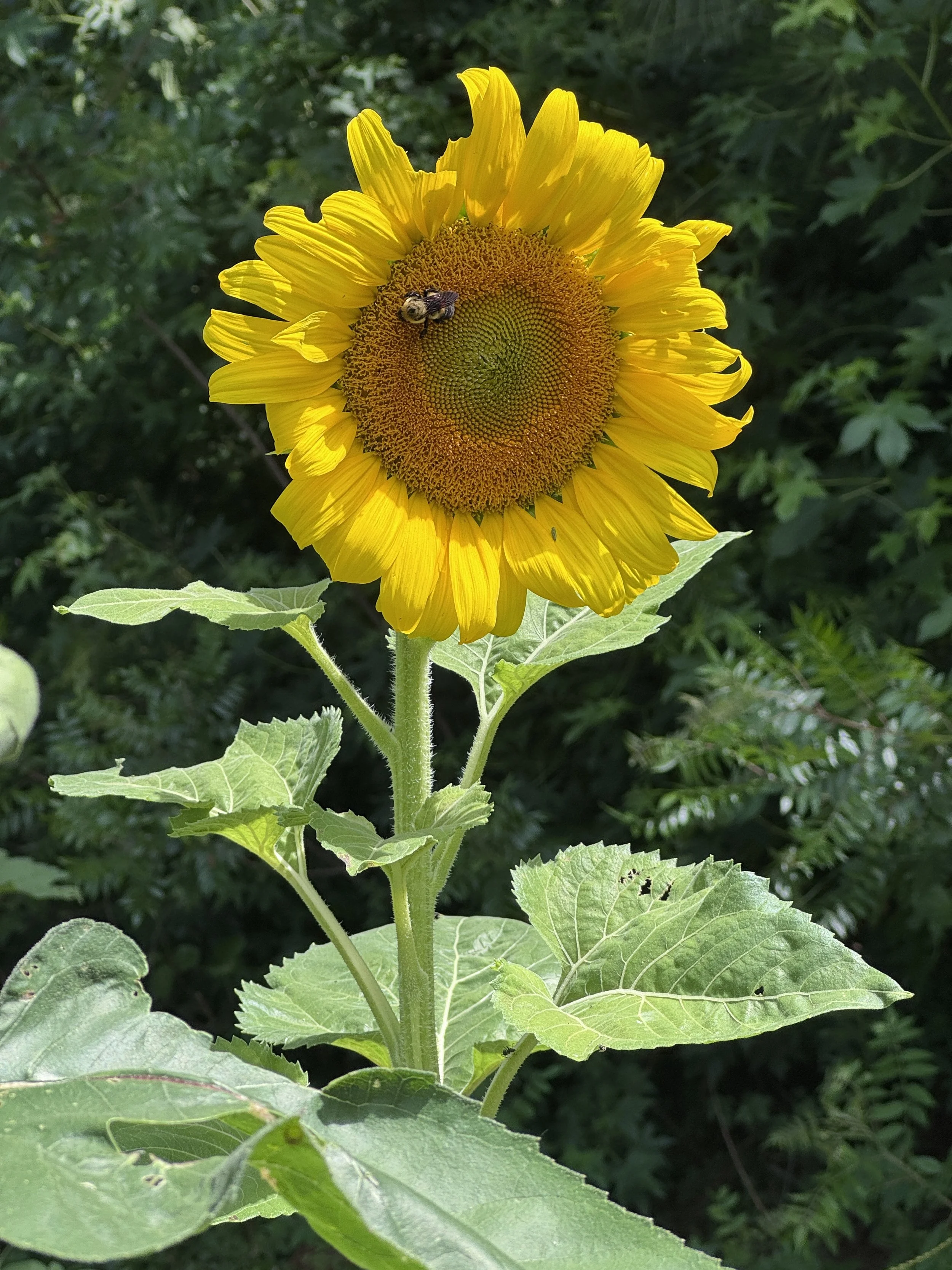 Sunflower and Bee.png