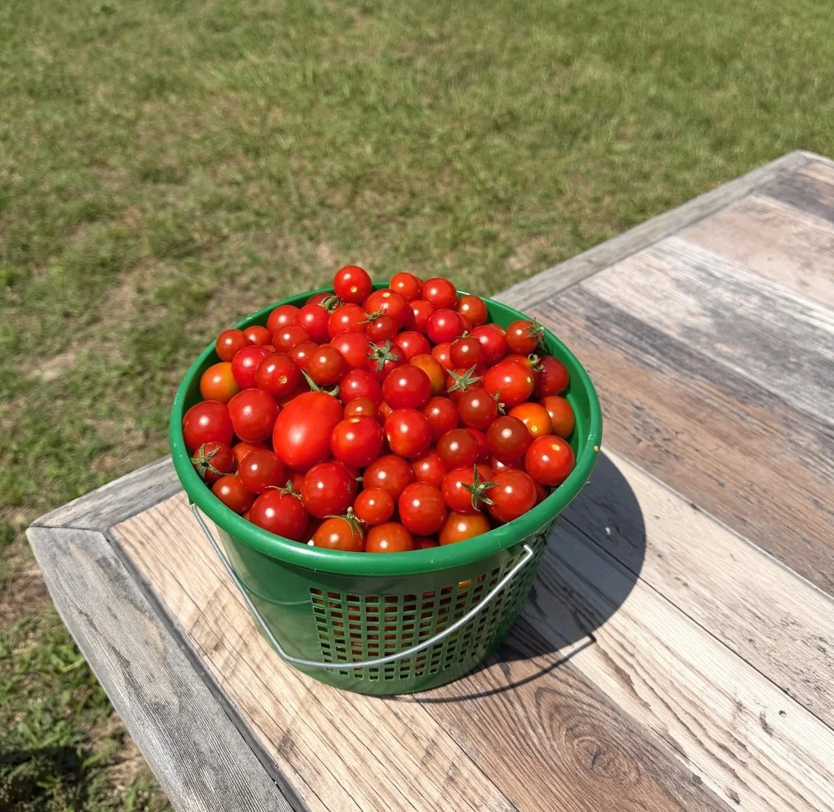 cherry tomatoes up close.jpeg
