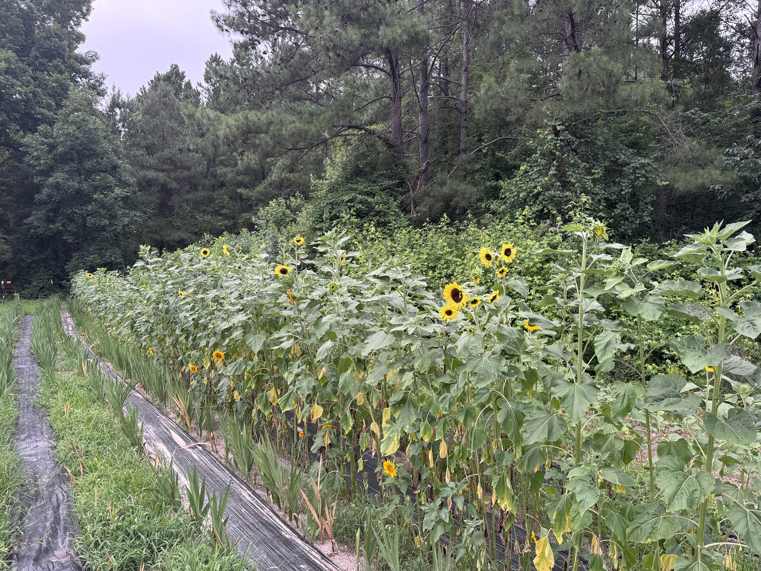 Sunflower field 4.png