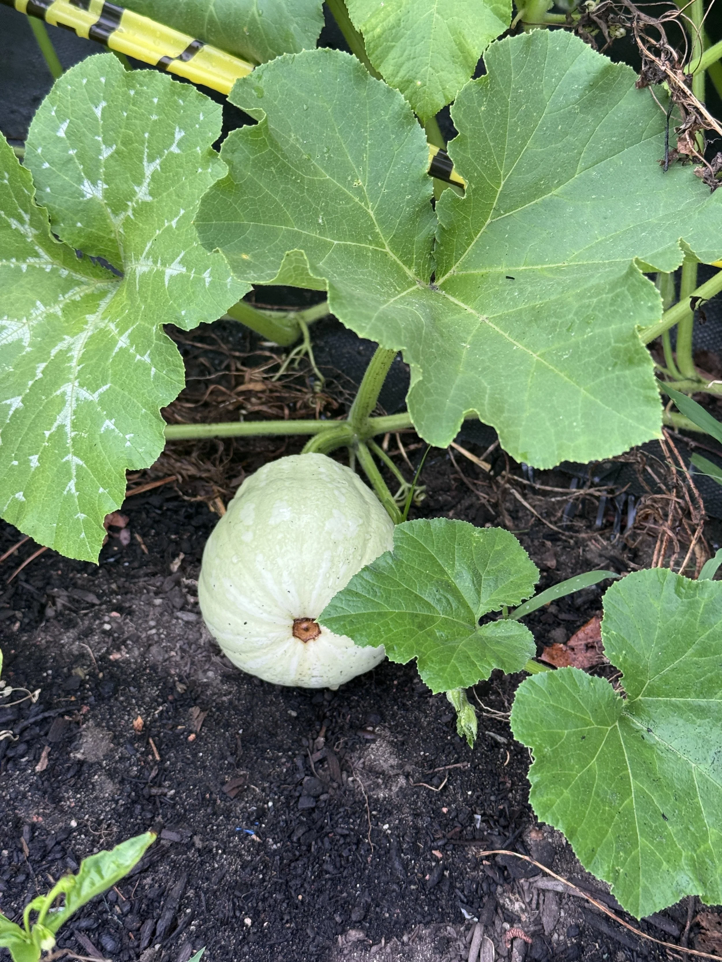 Winter Squash.png