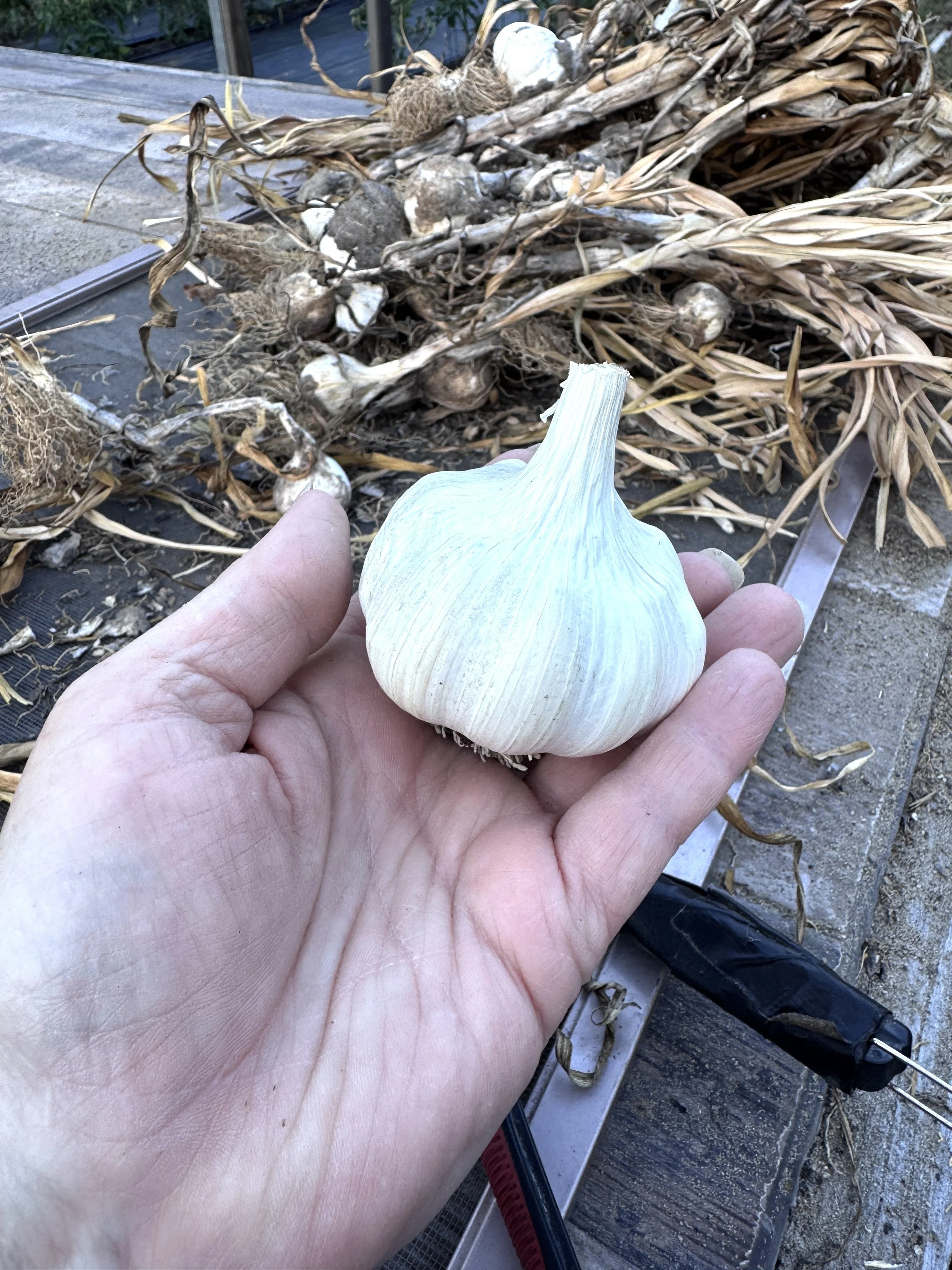 Garlic bulb.JPG