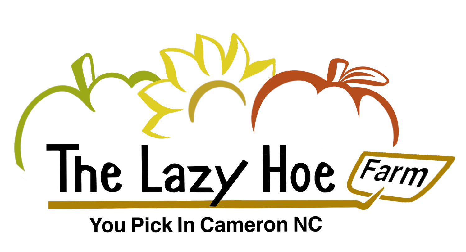 The Lazy Hoe Farm - You Pick in Cameron, NC