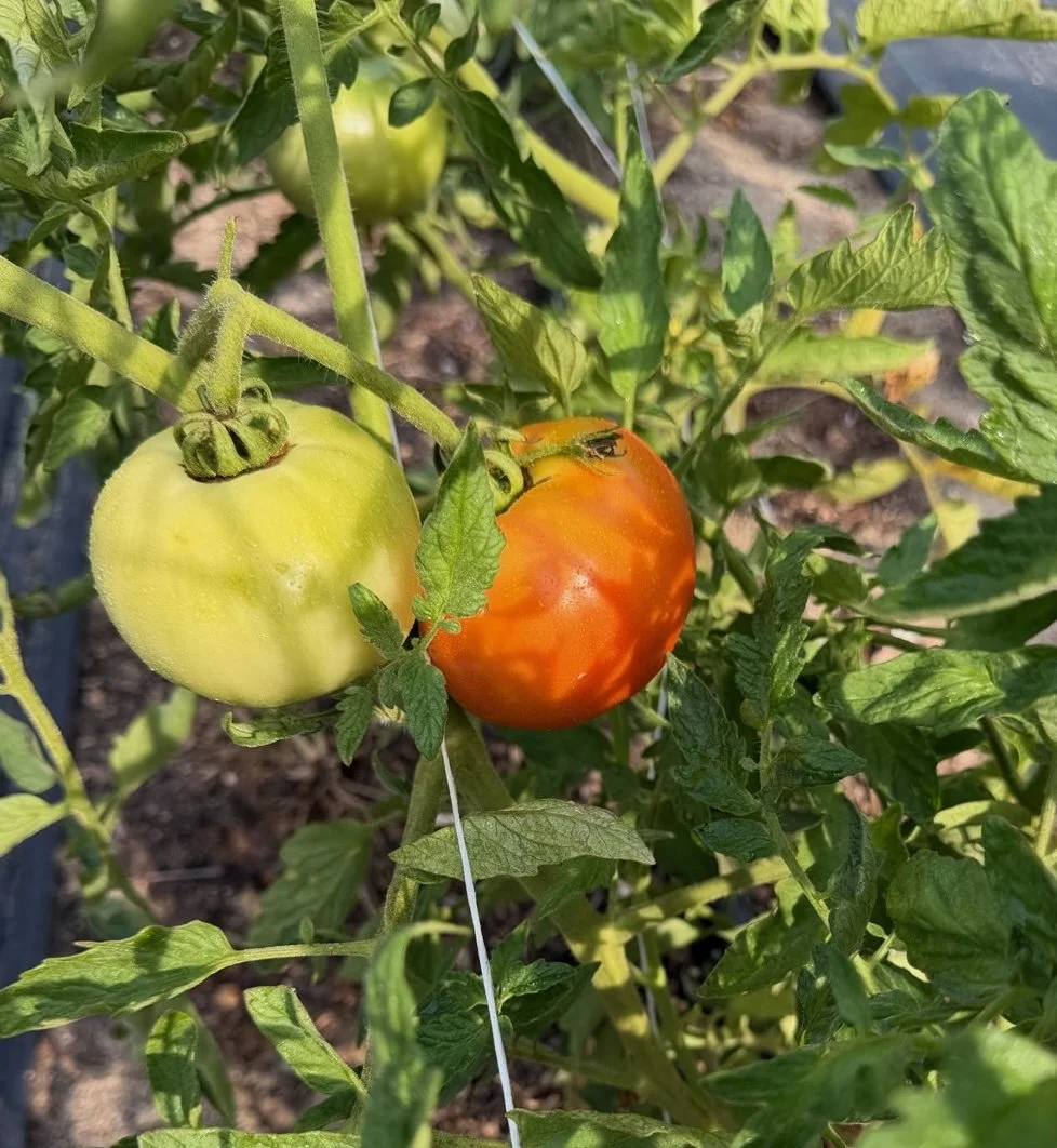 tomatoes.jpeg