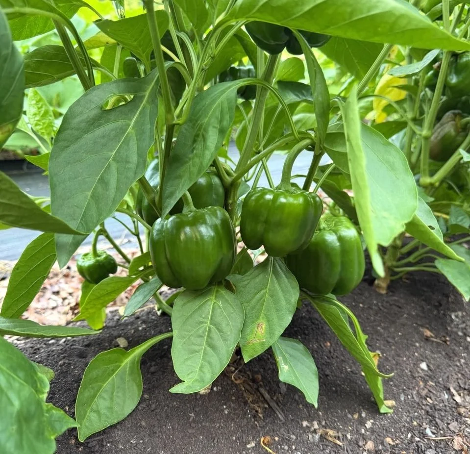 green peppers.jpeg
