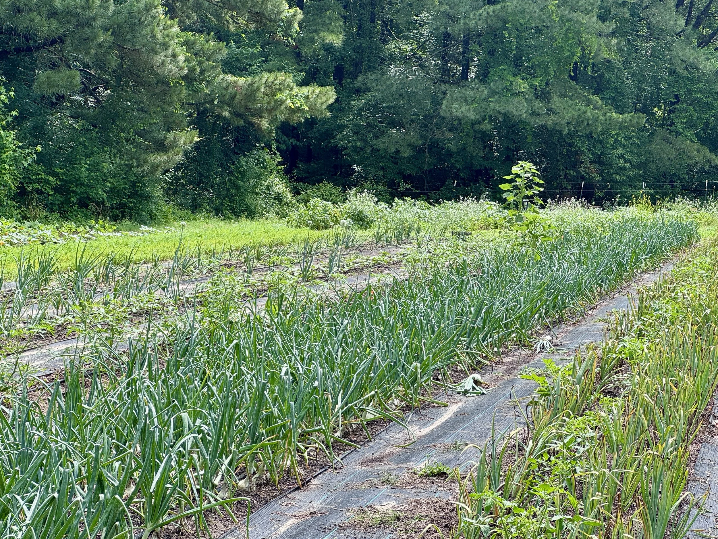 field with rogue sunflower.JPG