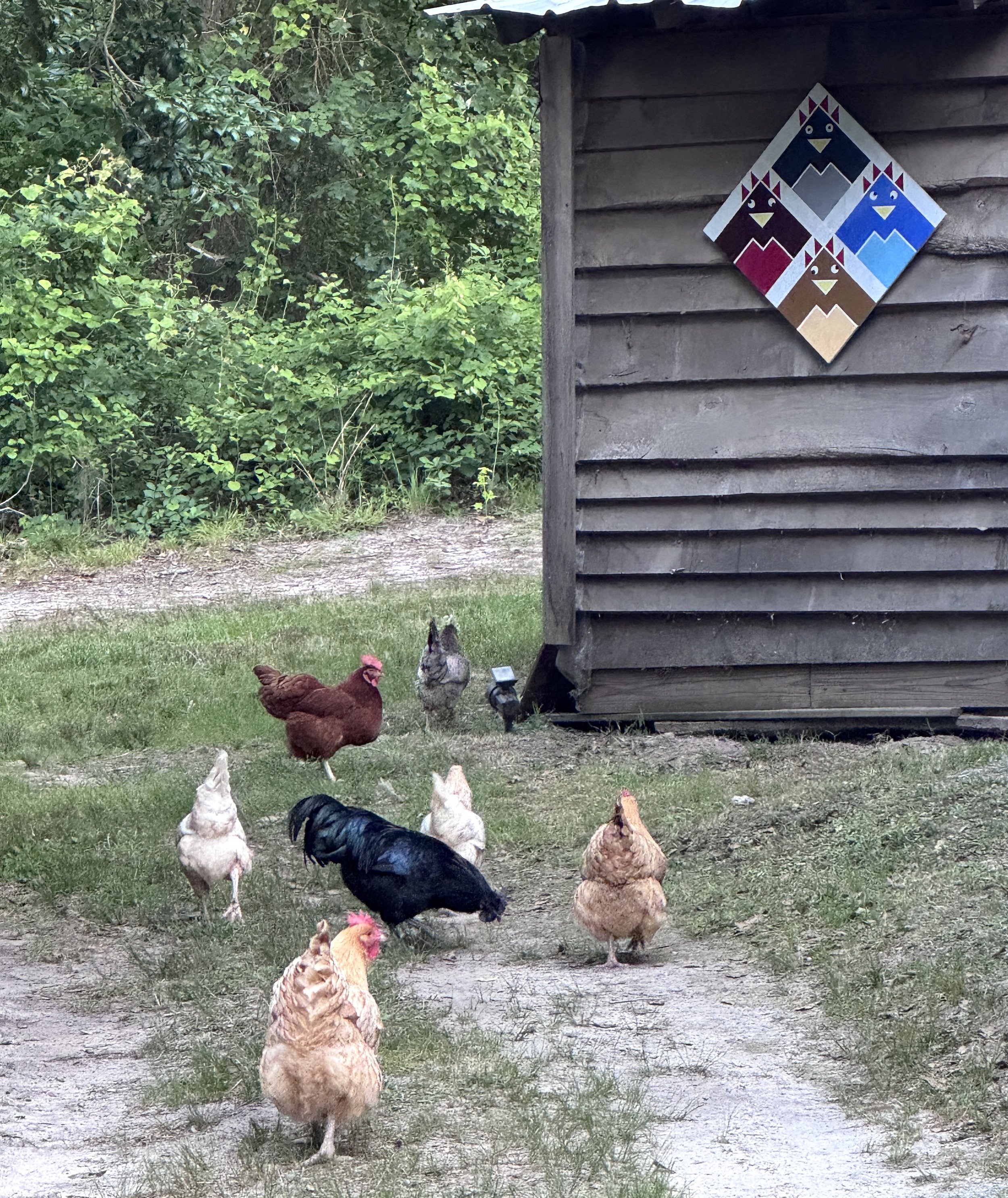Chickens.jpeg