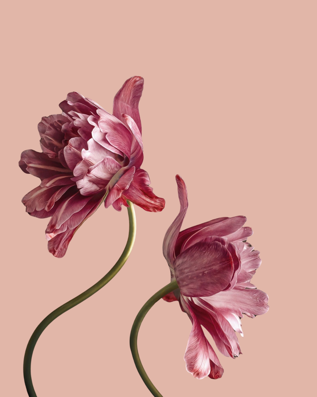 Labiaplasty vs. Vaginoplasty: What’s the Difference?