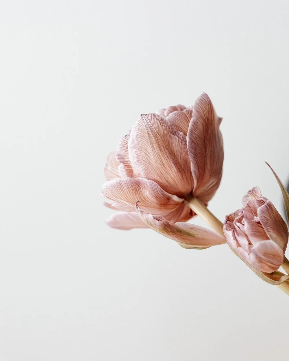 A Medical Foundation for Feminine Aesthetic Care