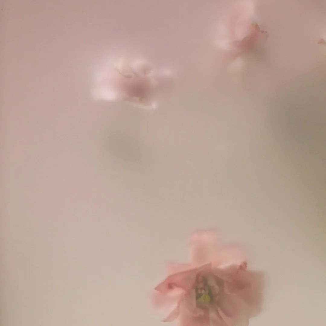 Soft-focus image of pale pink flowers behind frosted glass, evoking the gentle, dreamy effect of vaginal rejuvenation’s renewal.