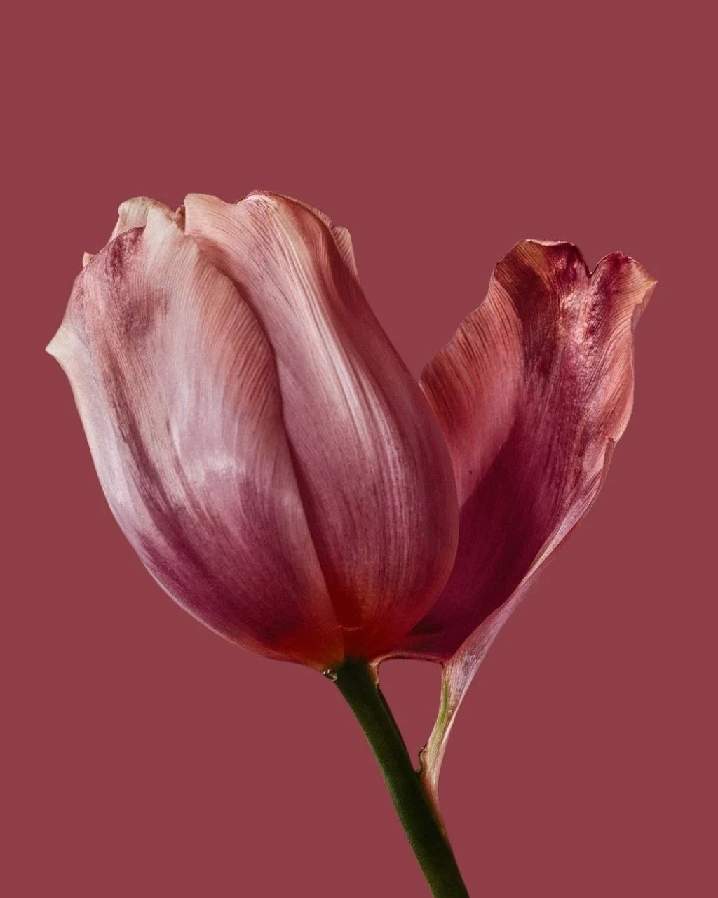 pink tulip flower symbolizing feminine wellness and vaginal rejuvenation