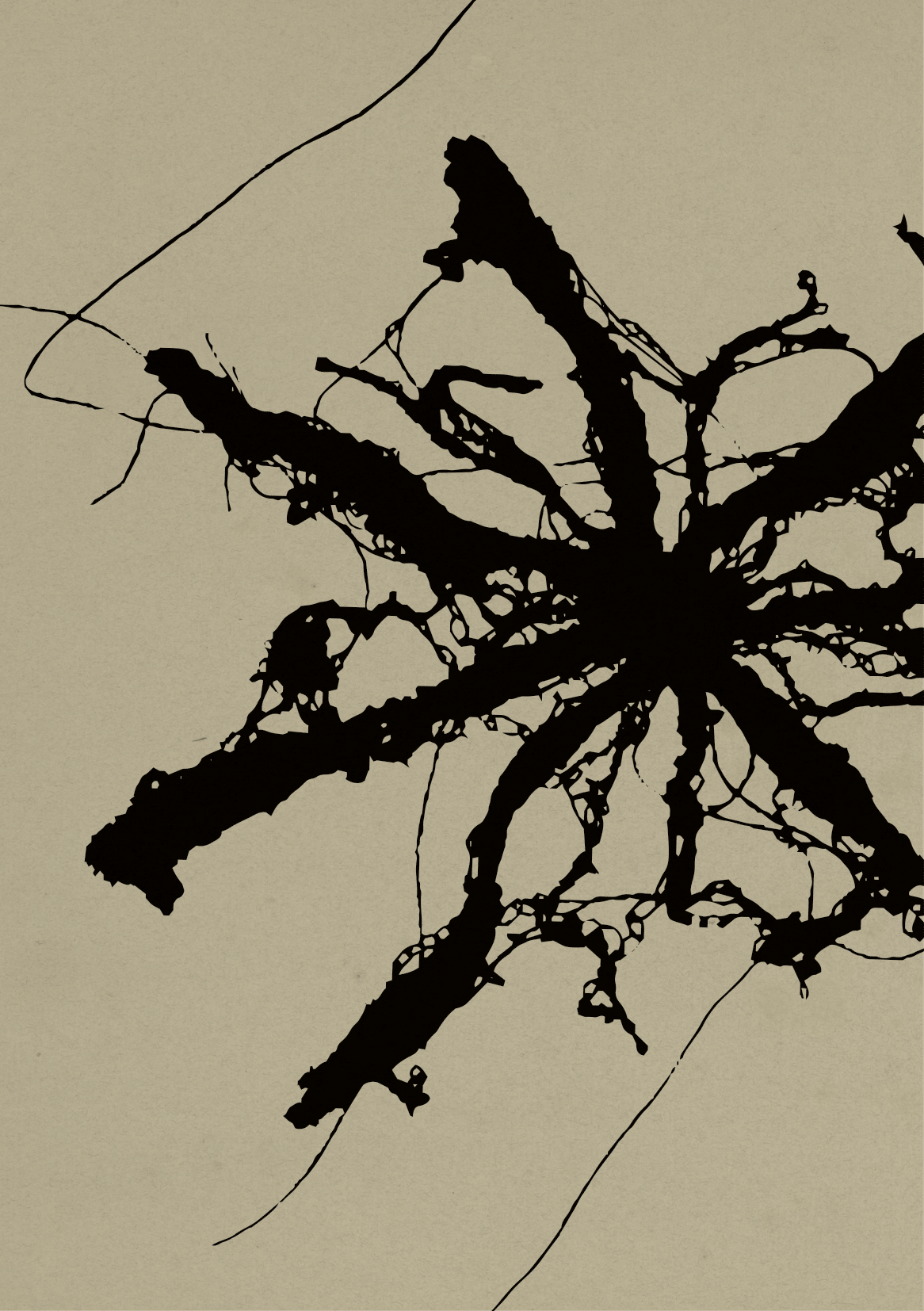 polyfungal maypole booklet-02.png