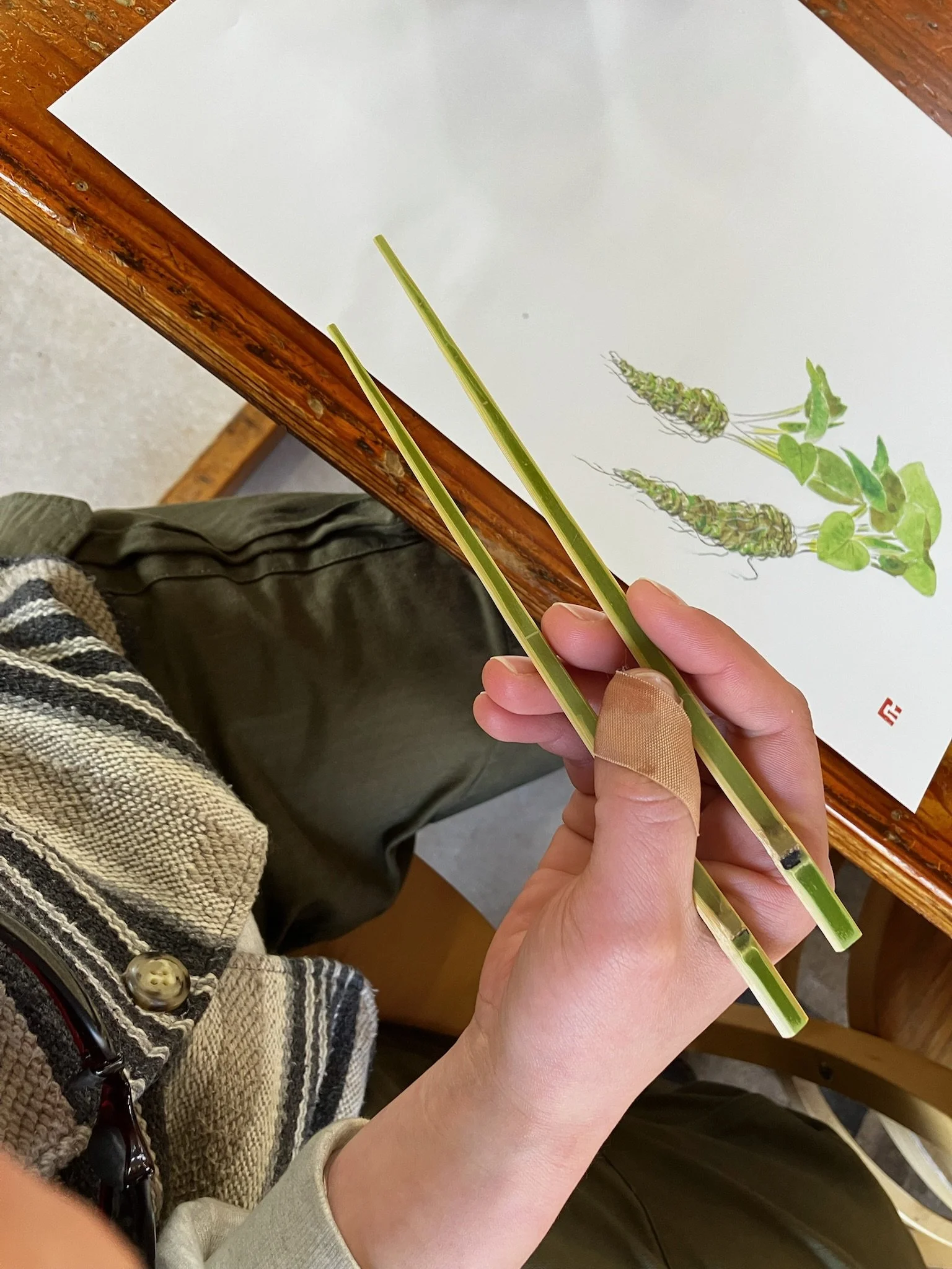 Person holding two green plant stems over a sheet of paper with a drawing of a plant that has three leaves and a cluster of flower buds on one of the stems, on a wooden table.