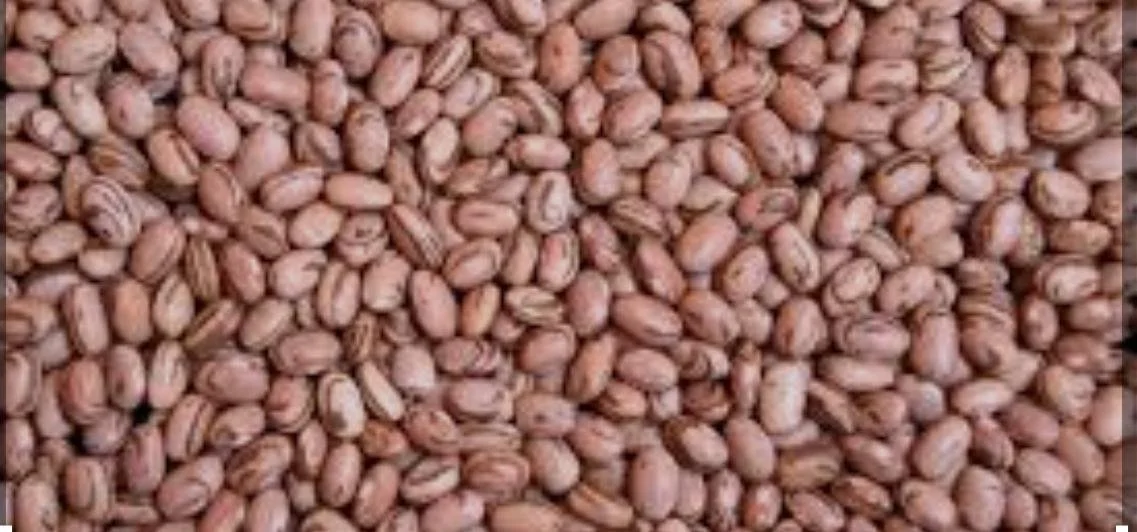 WhatsApp Image 2026-03-29 at 10.42.05.jpeg