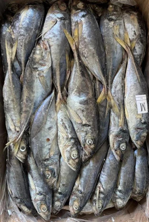 Peixe Carapau