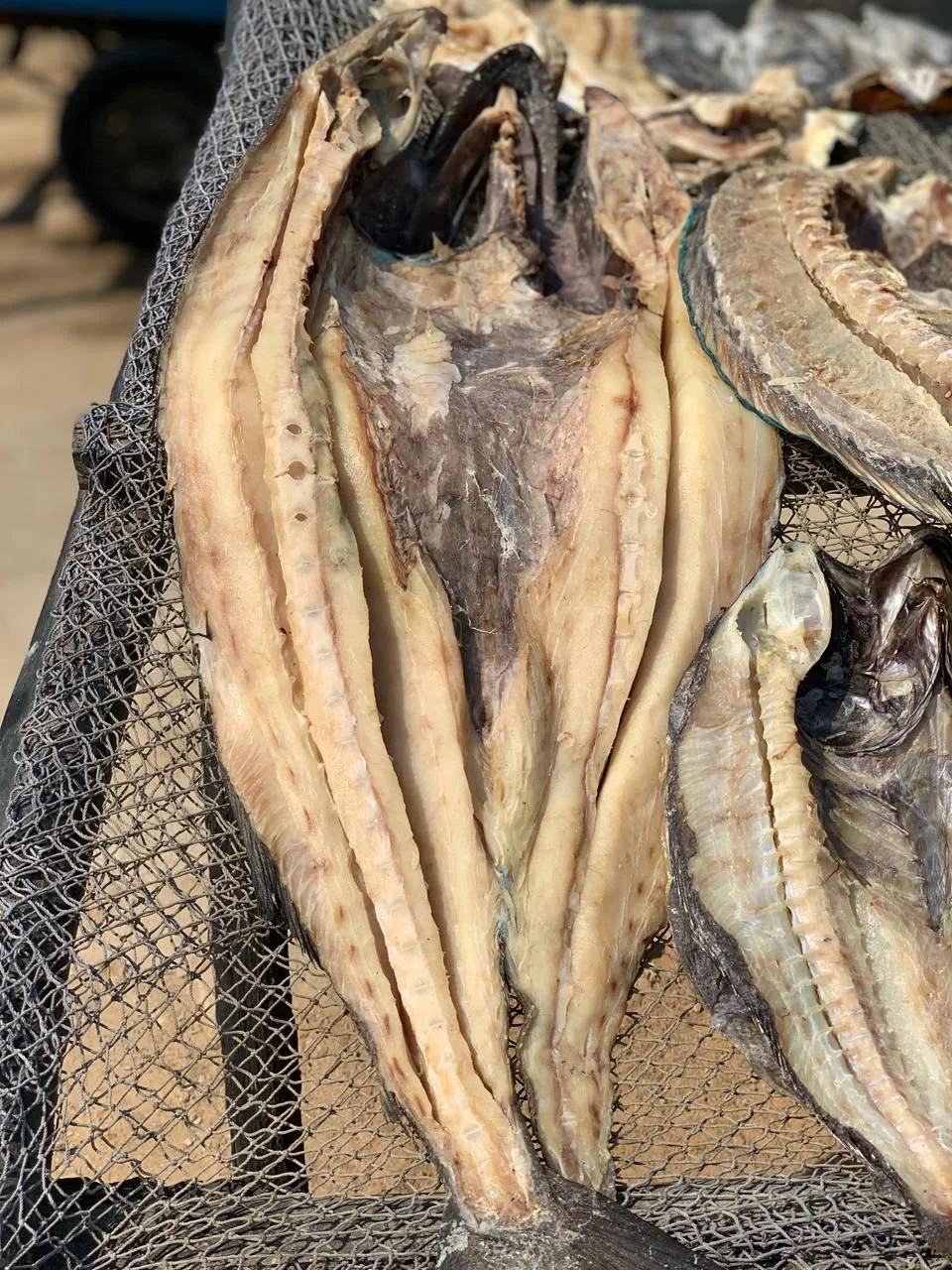 WhatsApp Image 2026-03-29 at 11.21.45 (1).jpeg